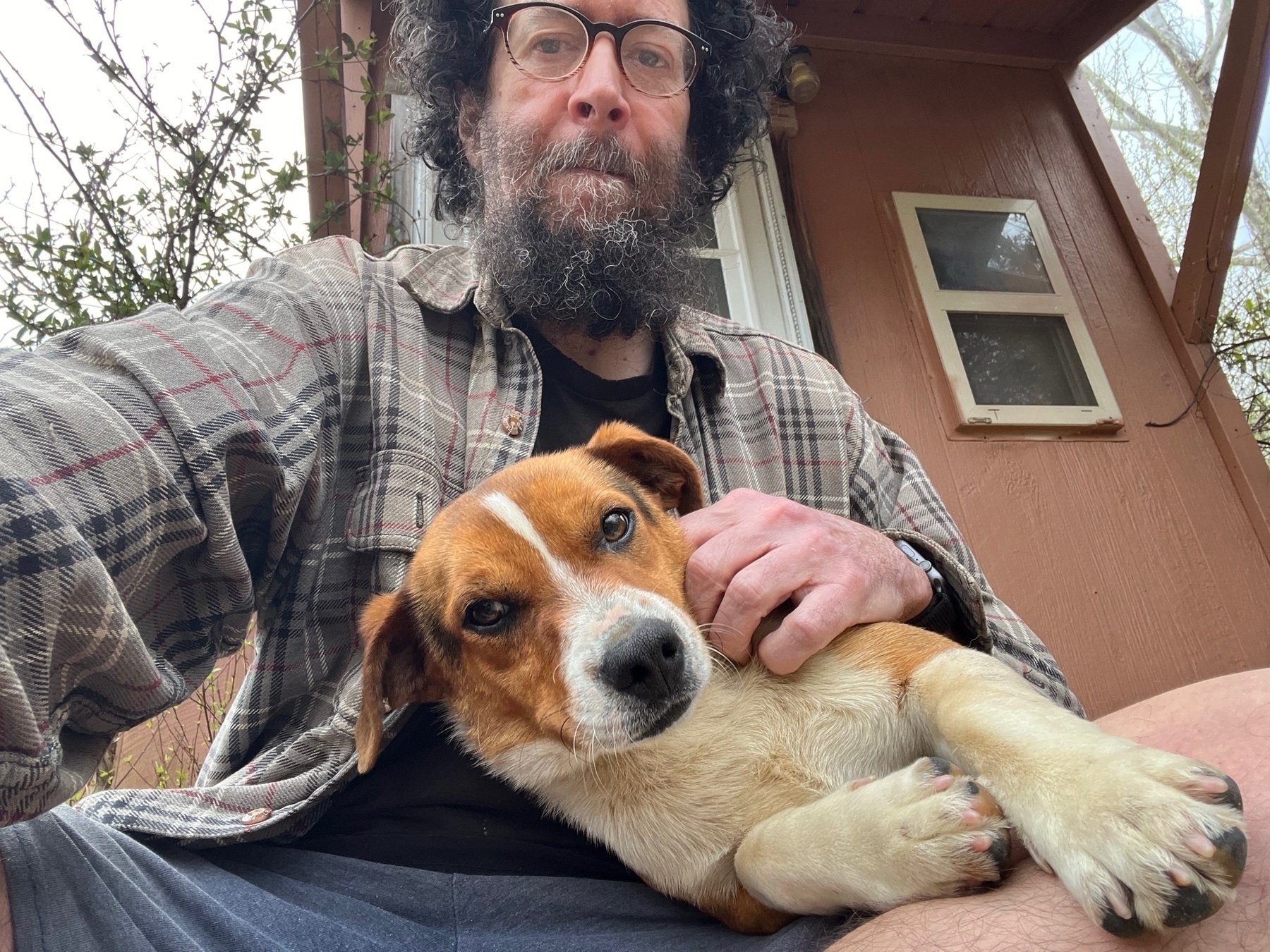 A beagle is laying on the lap of a beardy guy with glasses. Both are looking at the camera.