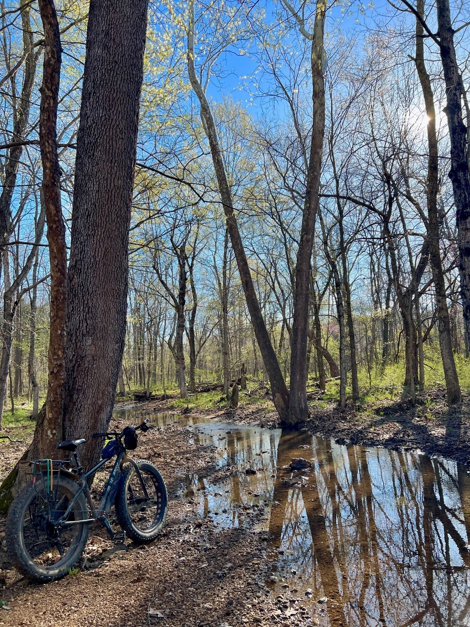 A fat tire bike leans against a tree in the woods, near a creek. The sky is blue and early green leaves are on the trees. 
