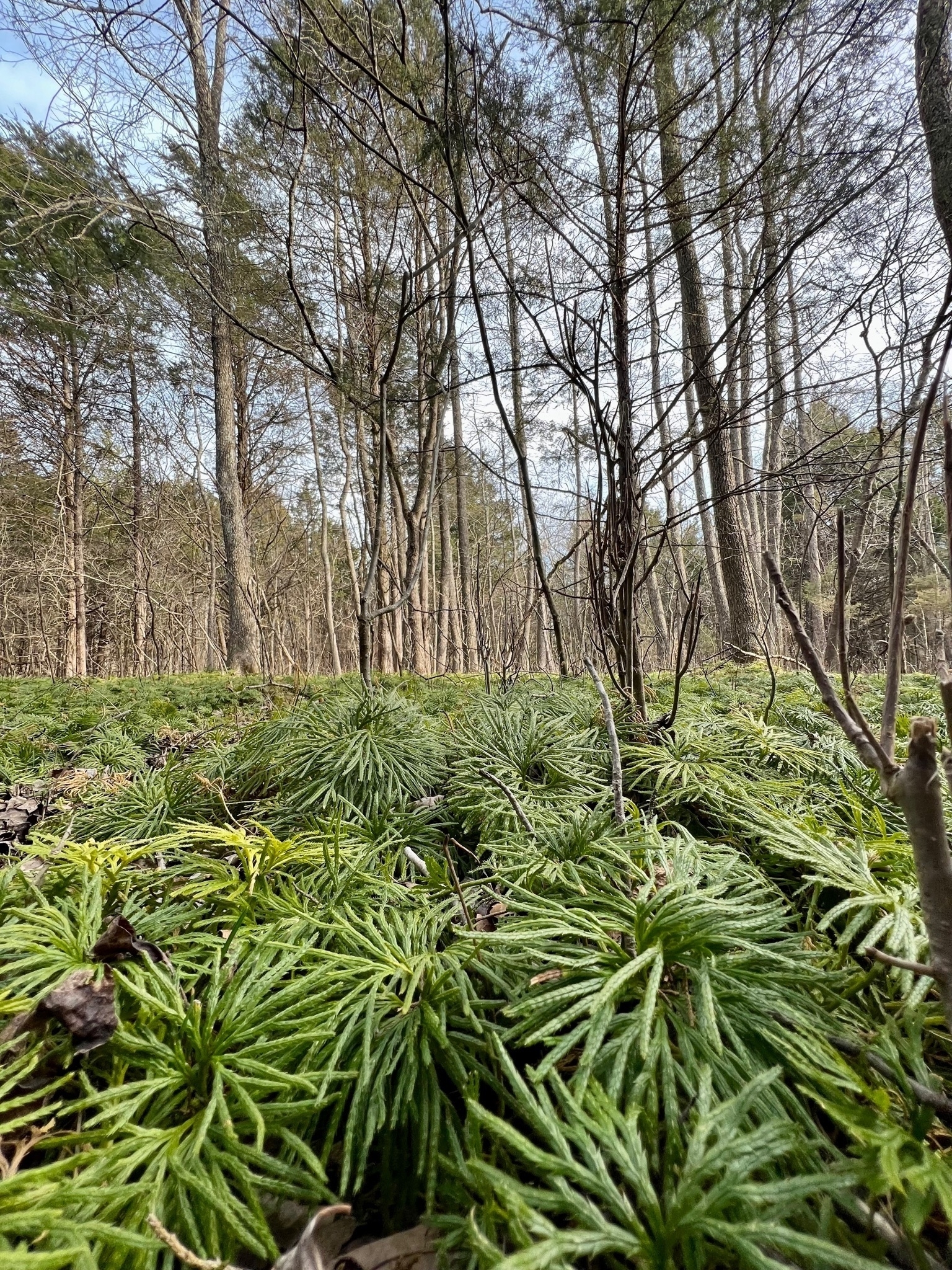 An evergreen, ground cover resembling cedar branches covers the winter forest floor. Bare winter trees are in background.