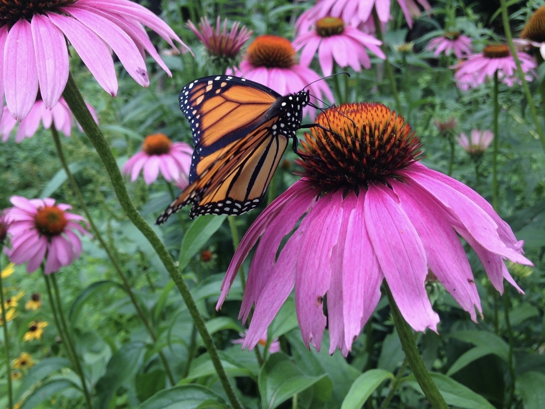 A monarch butterfly with its predominately orange and black wings rests upon a purple coneflower gathering nectar. Other purple coneflowers surround it