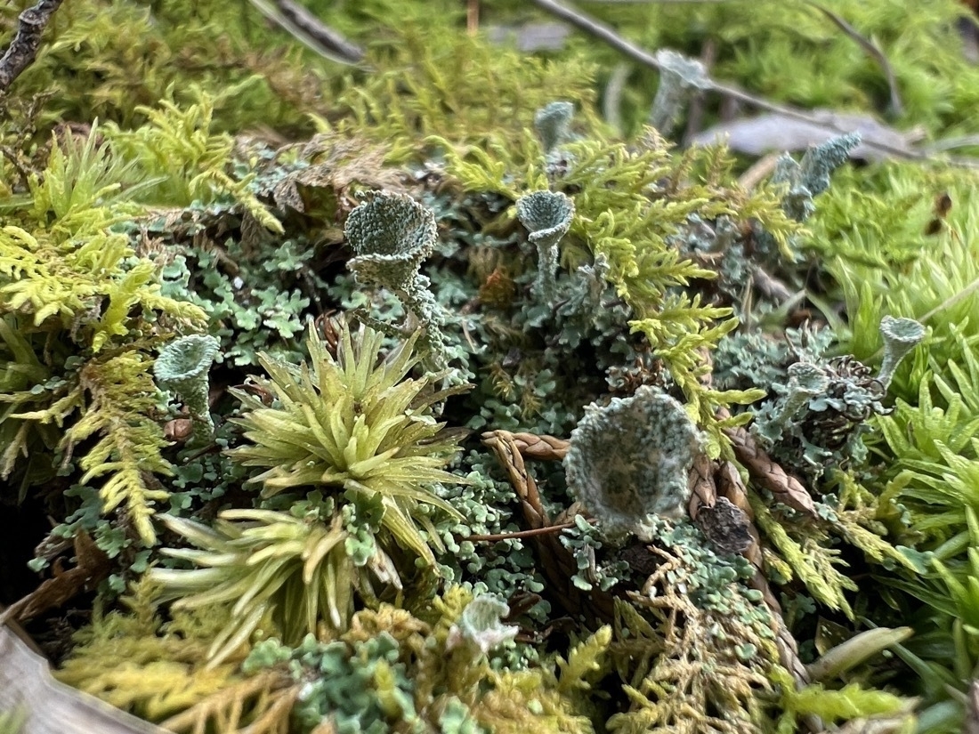 Small  funnel shaped cups of lichen growing out of thick moss