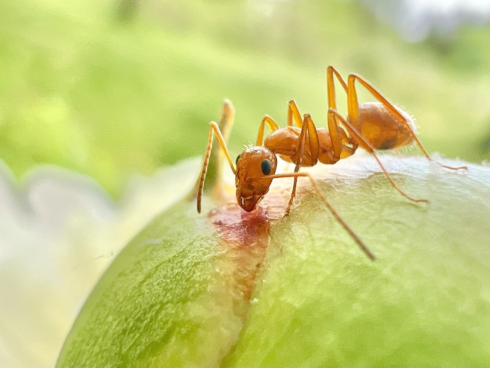 An orange ant is on top of a green bulb of an unopened flower. The ant is facing the camera, aiming towards the left bottom corner 