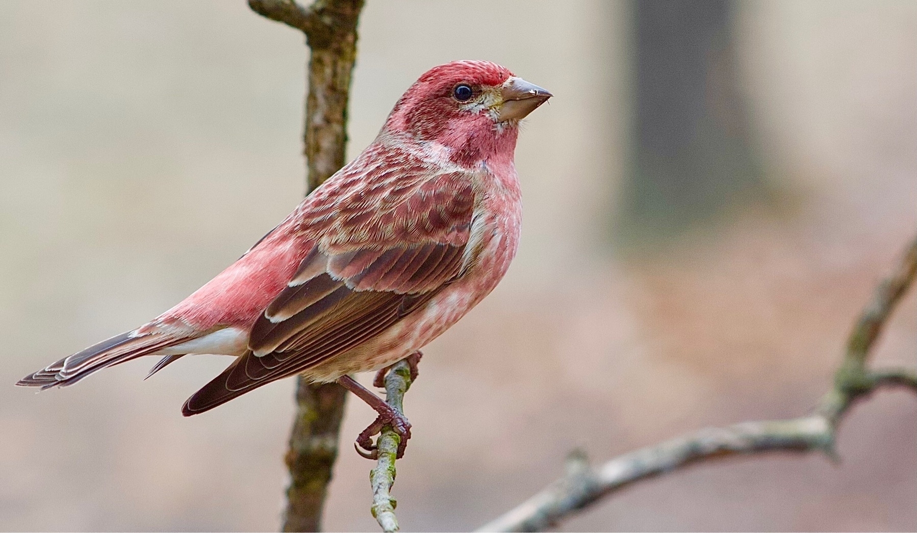 A small raspberry colored bird is perched on a branch set against a blurred winter background