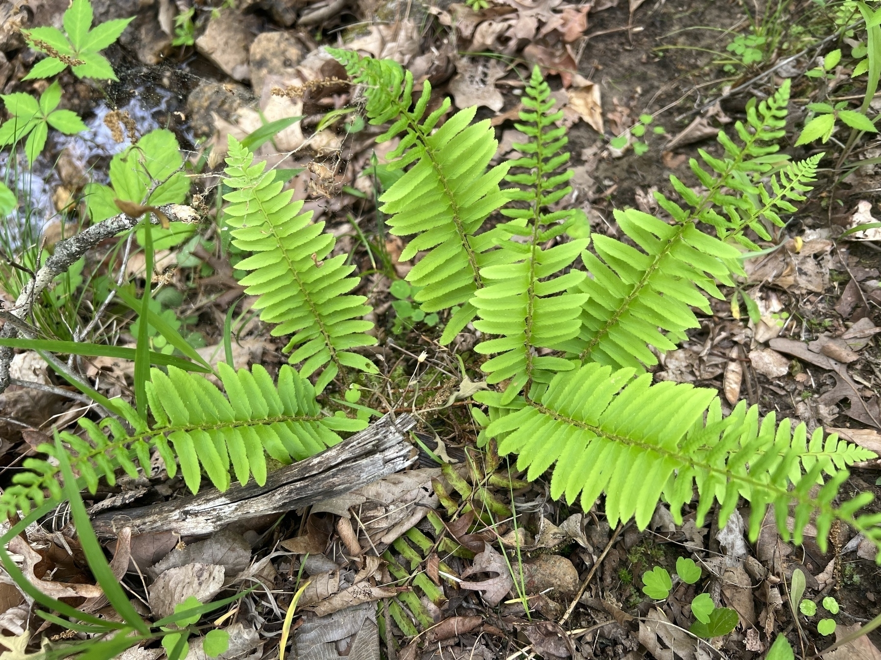 A green fern photographed from above. The plant consists of six stems of leaves and the ground around it is a mix of decomposing leaves, soil, sticks.