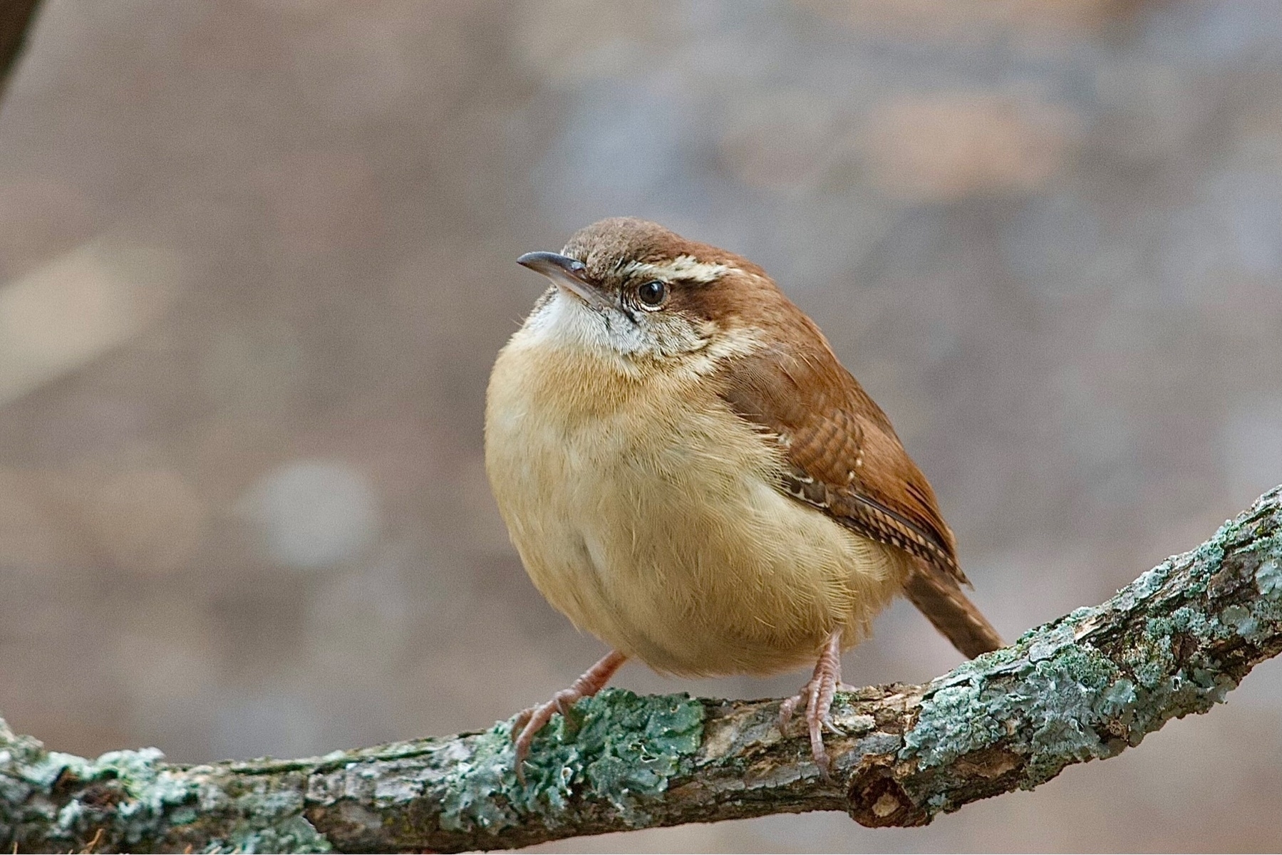 A small bird with a long white eyebrow, light brown underside and darker brown backside is perched on a lichen covered branch set against a blurred brown background.