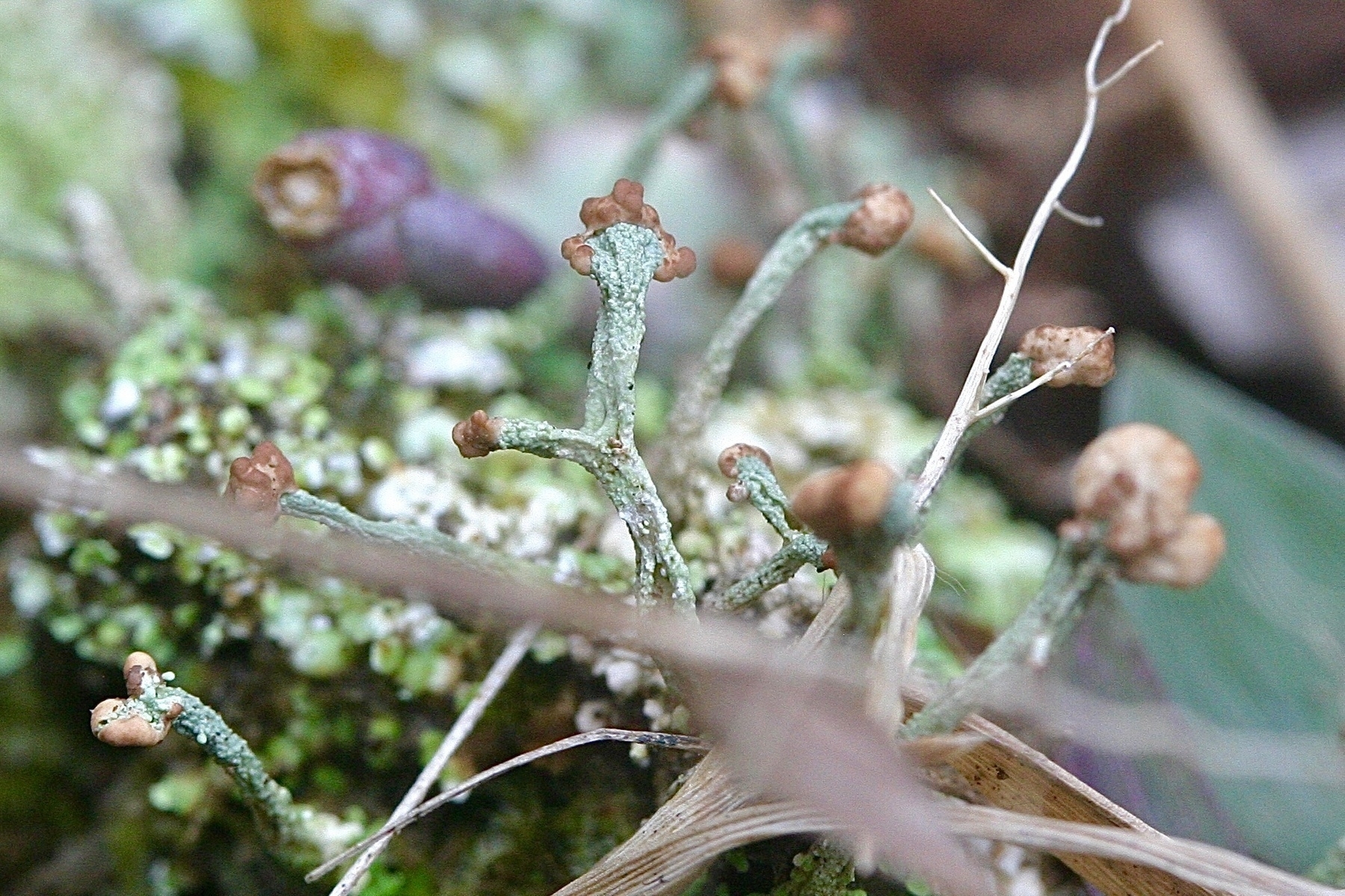 Branching pale green lichens topped with brownish tan nodules