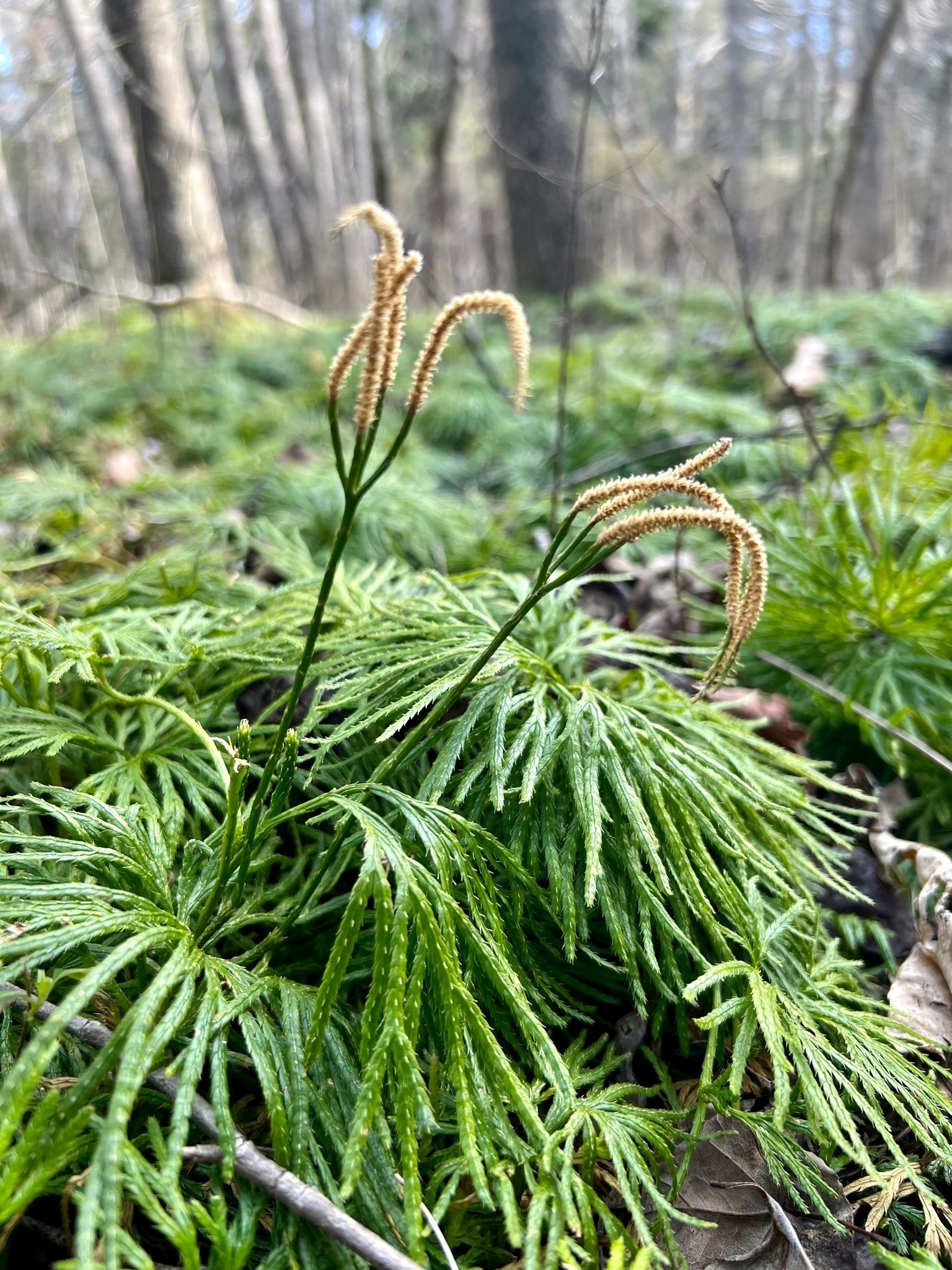 An evergreen, ground cover resembling cedar branches covers the winter forest floor. Two stems of yellowish strands are growing up from one of the plants.