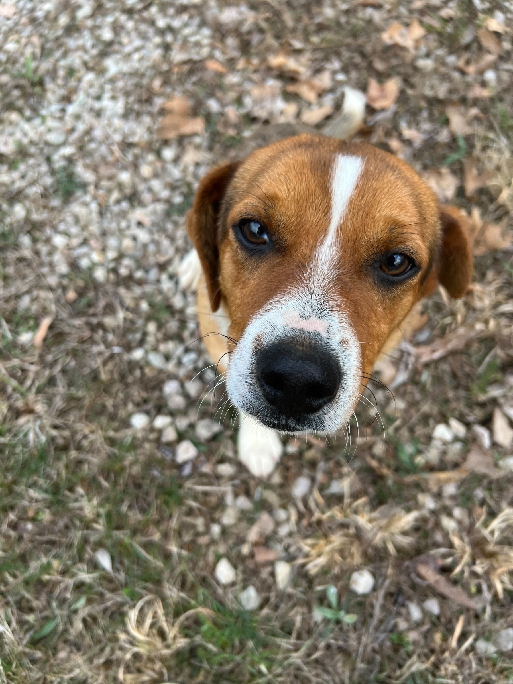 A beagle looks up at a camera. His face is brown and white and he seems friendly.