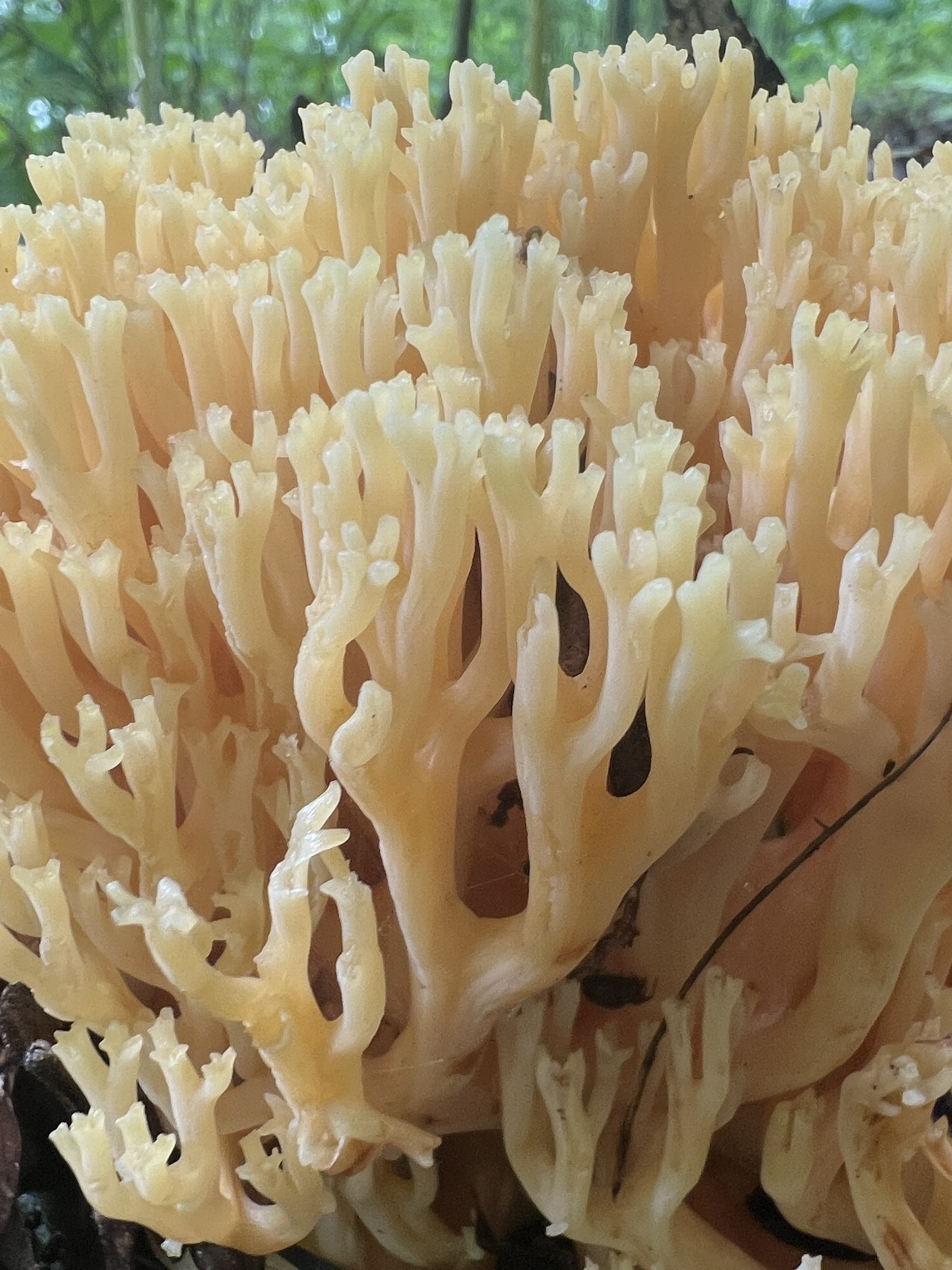 a cream colored coral fungi, which resembles coral found in the ocean, some think it resembles cauliflower hence the name
