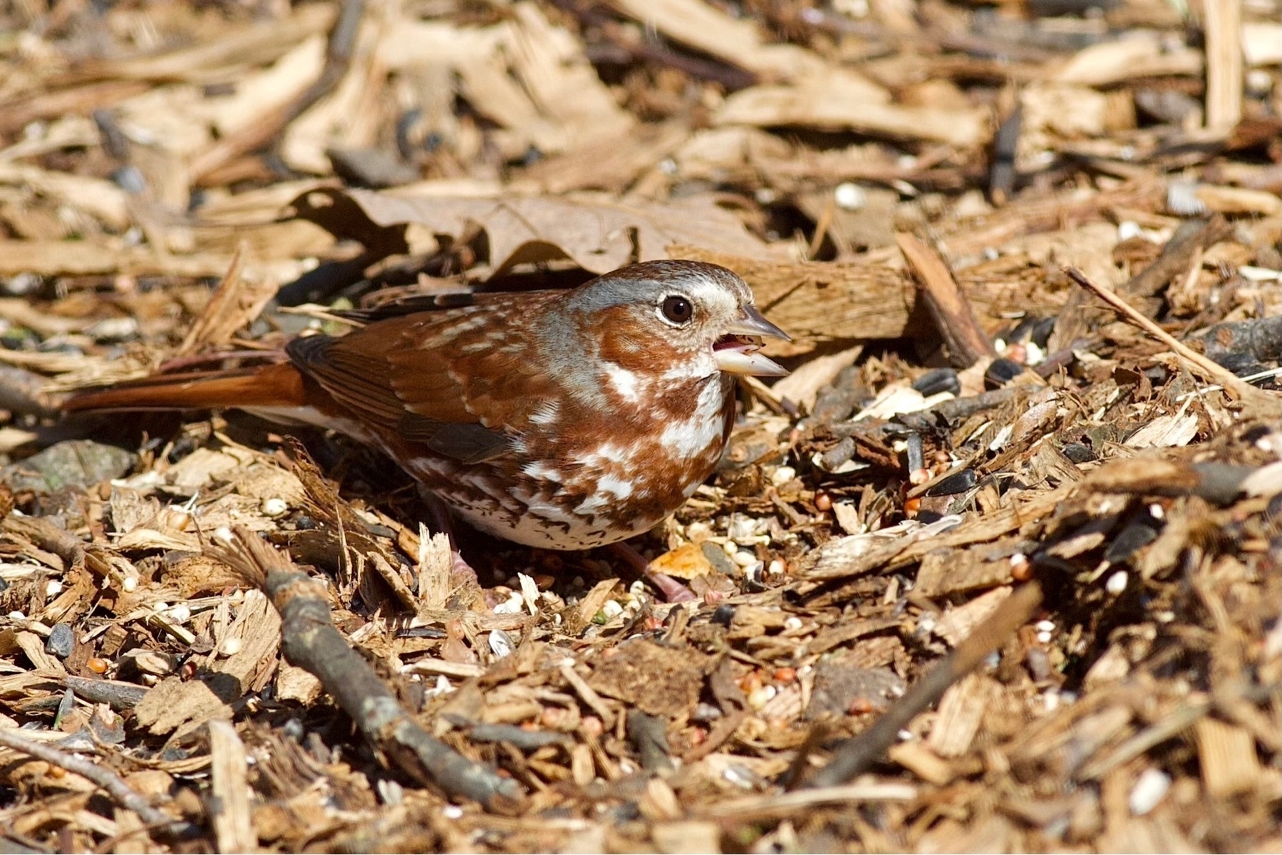 A primarily brownish orange bird with white speckled chest and small bands of gray along the side and back of its head is foraging for seeds amongst a woodchip mulch covered ground.
