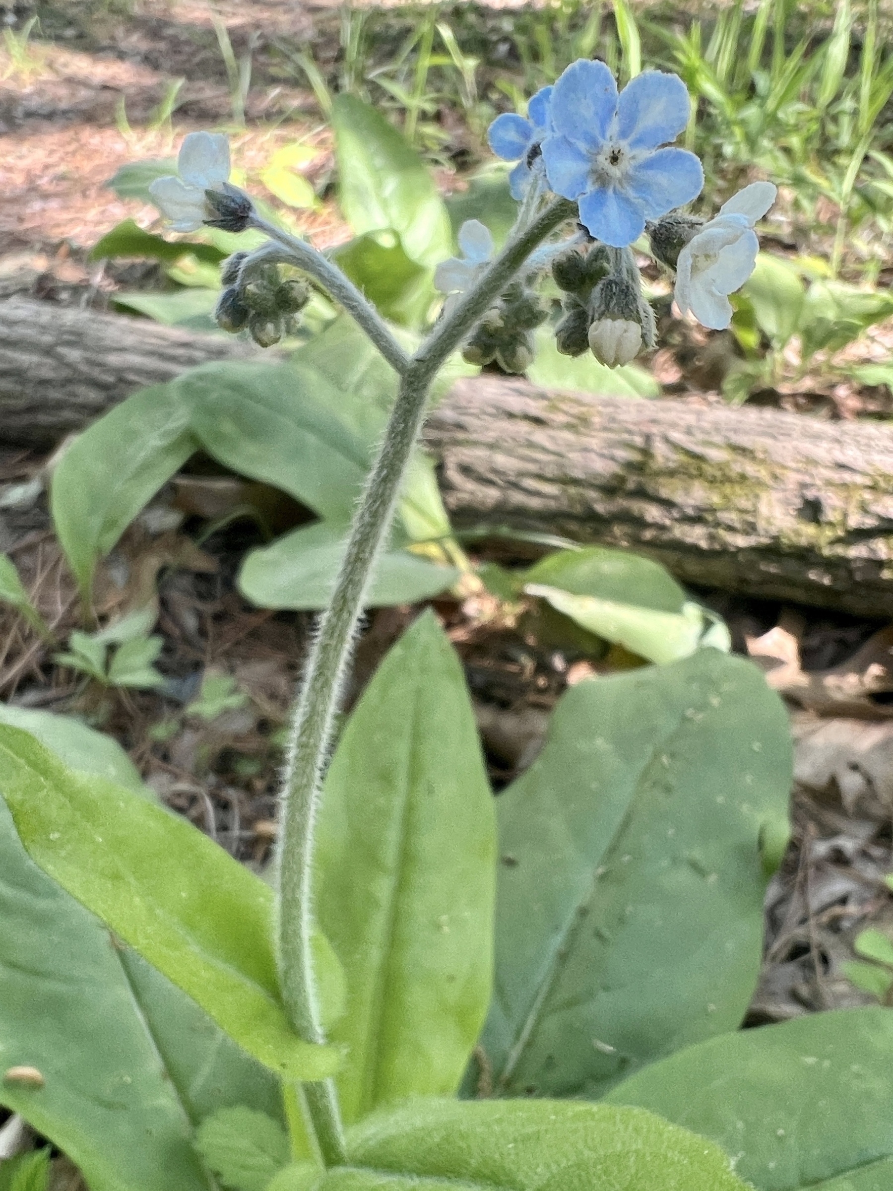 A large leaved plant with simple looking flowers that are grouped at the top of a hairy stem. The flowers are blue and have five rounded petals