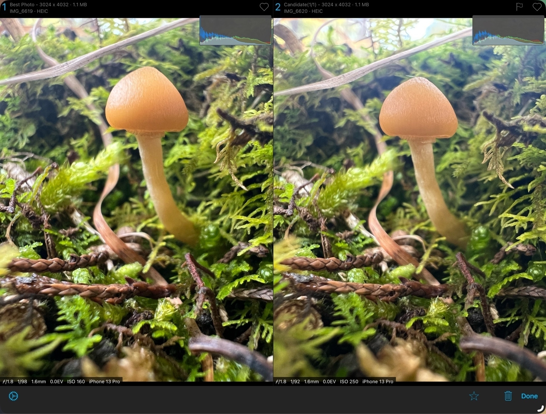 A screenshot showing an app window which shows the user two nearly identical images side by side for the purpose choosing the better image. In the particular example the photos are of a small mushroom in moss.