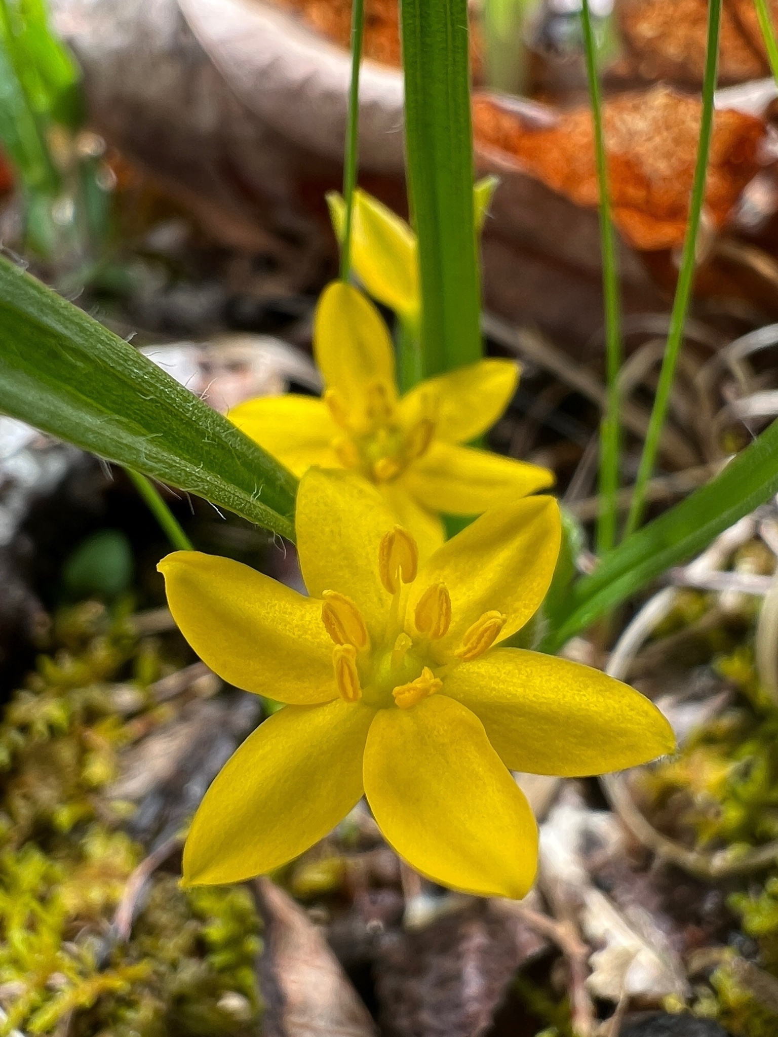 A macro image of a yellow, six petaled flower. The petals are pointed giving it a star shape.