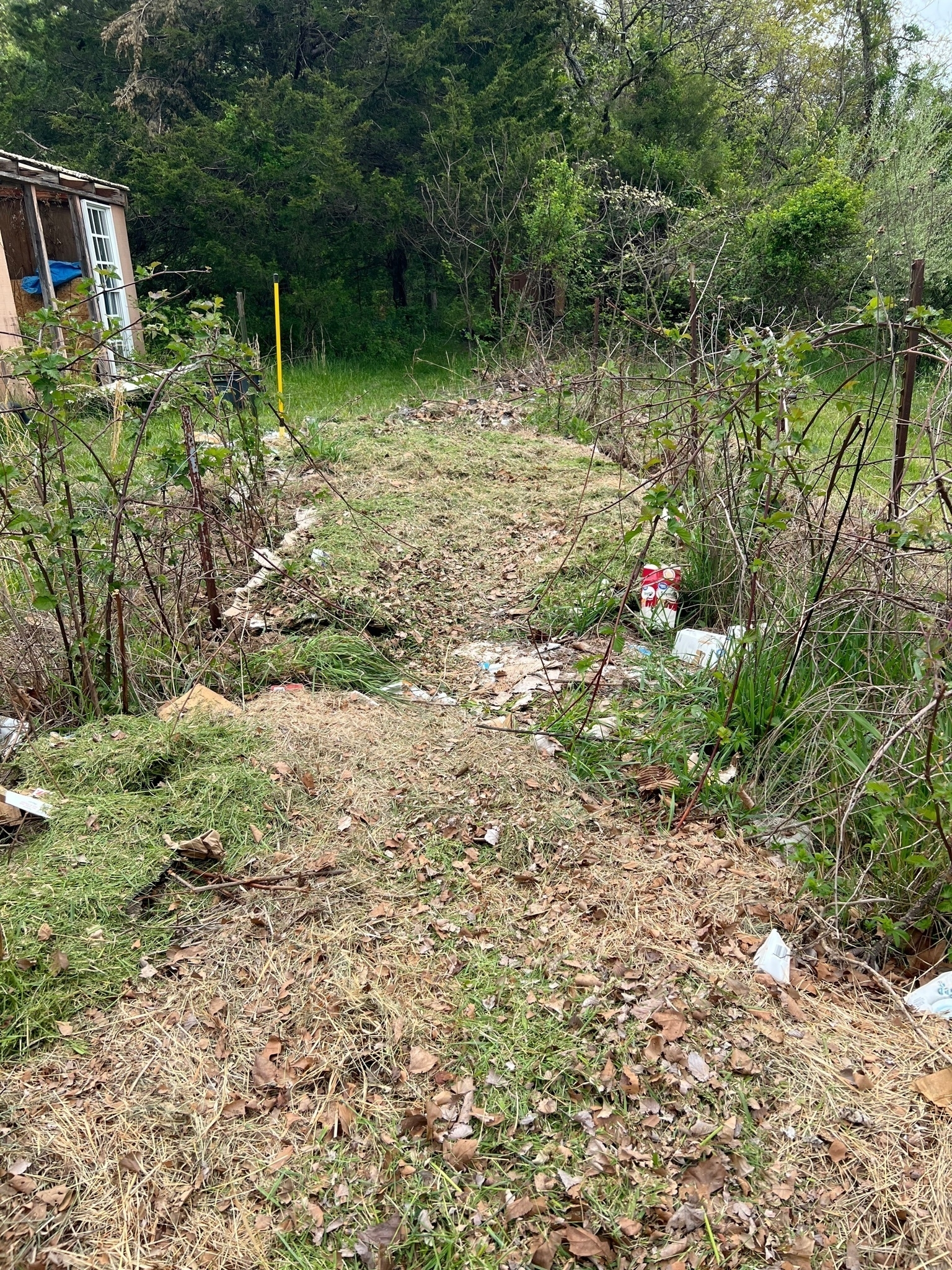 Grass clippings are layered over hidden layers of cardboard between two rows of blackberry plants. In the background are a variety of trees.