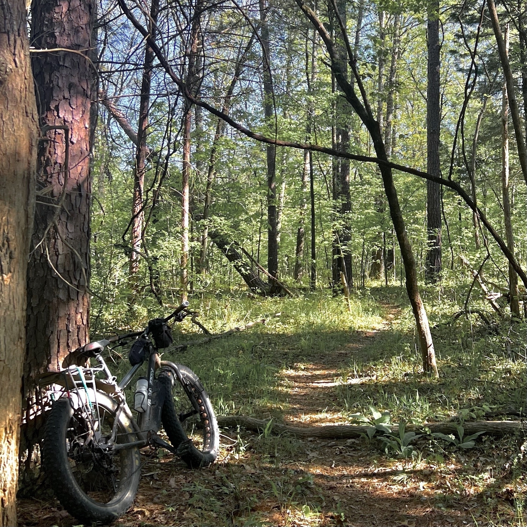 A fat tire bike leans against a tree in the woods near a trail. 