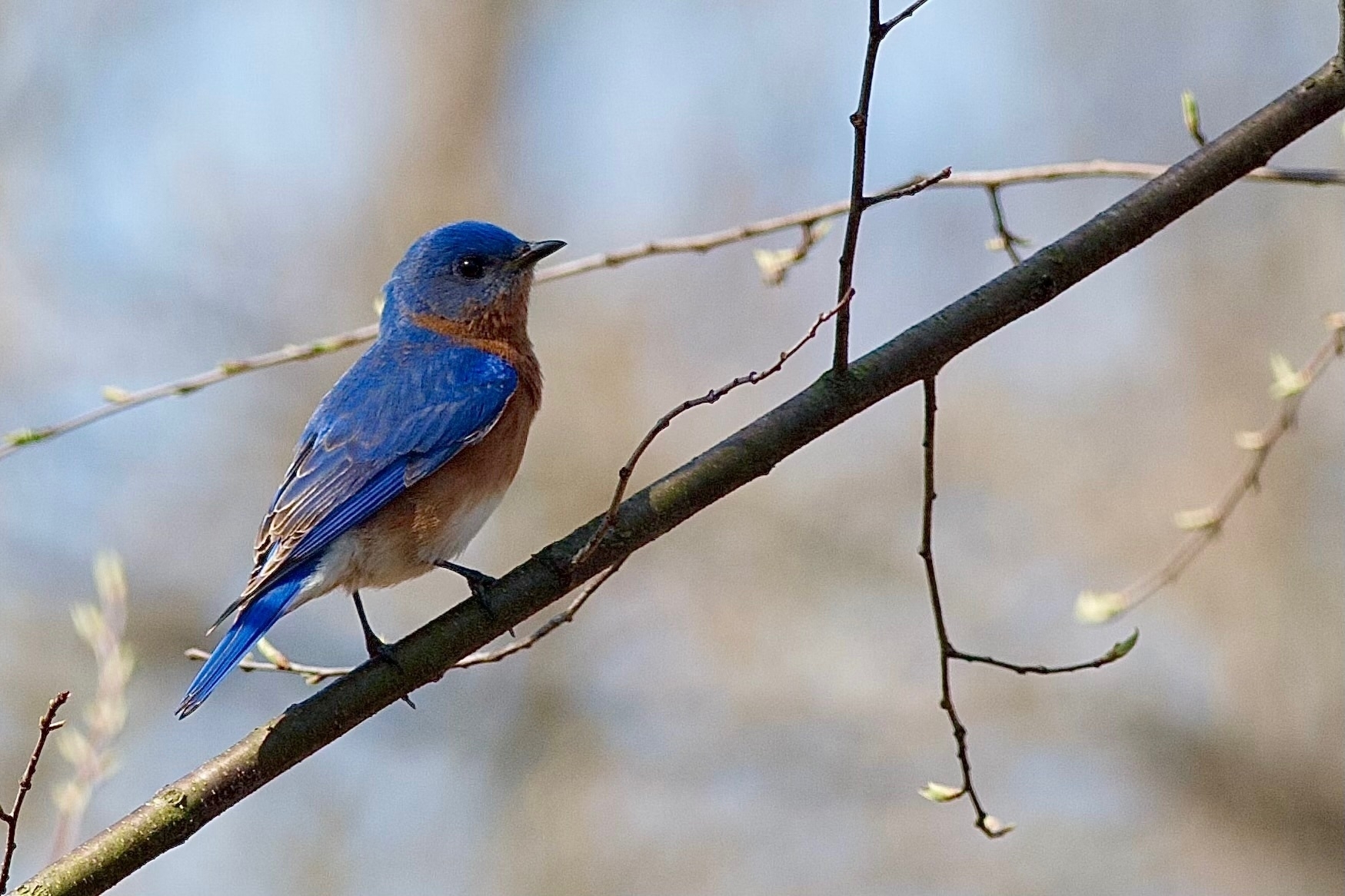 A Bluebird perched on a branch and facing sideways. It's head, back and wing feathers are vibrant blue. The golden brown front of the bird is also visable. The background is blurred forest.
