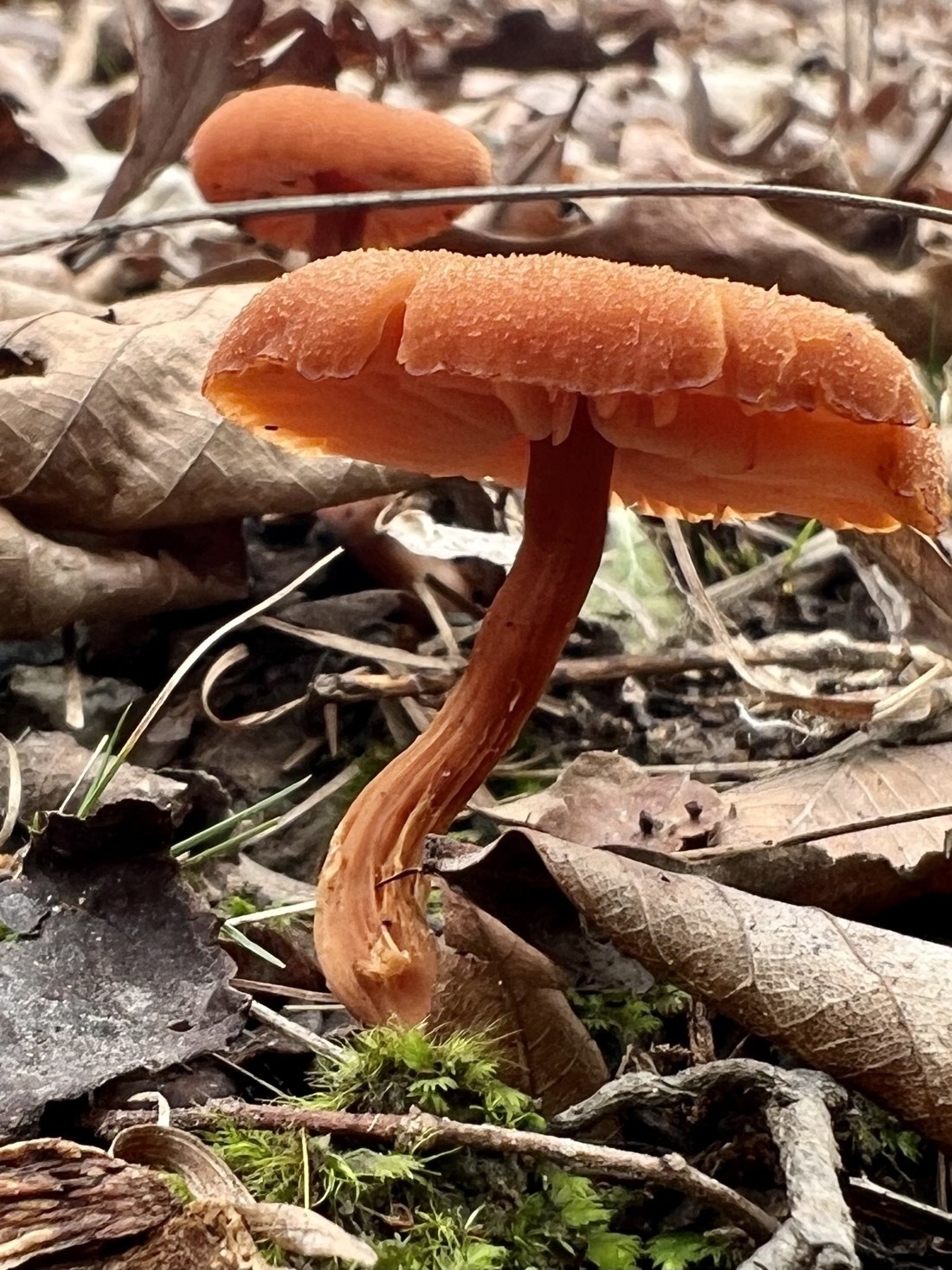 A distinct dark orange mushroom growing out of the ground with moss in forground and leaves all around
