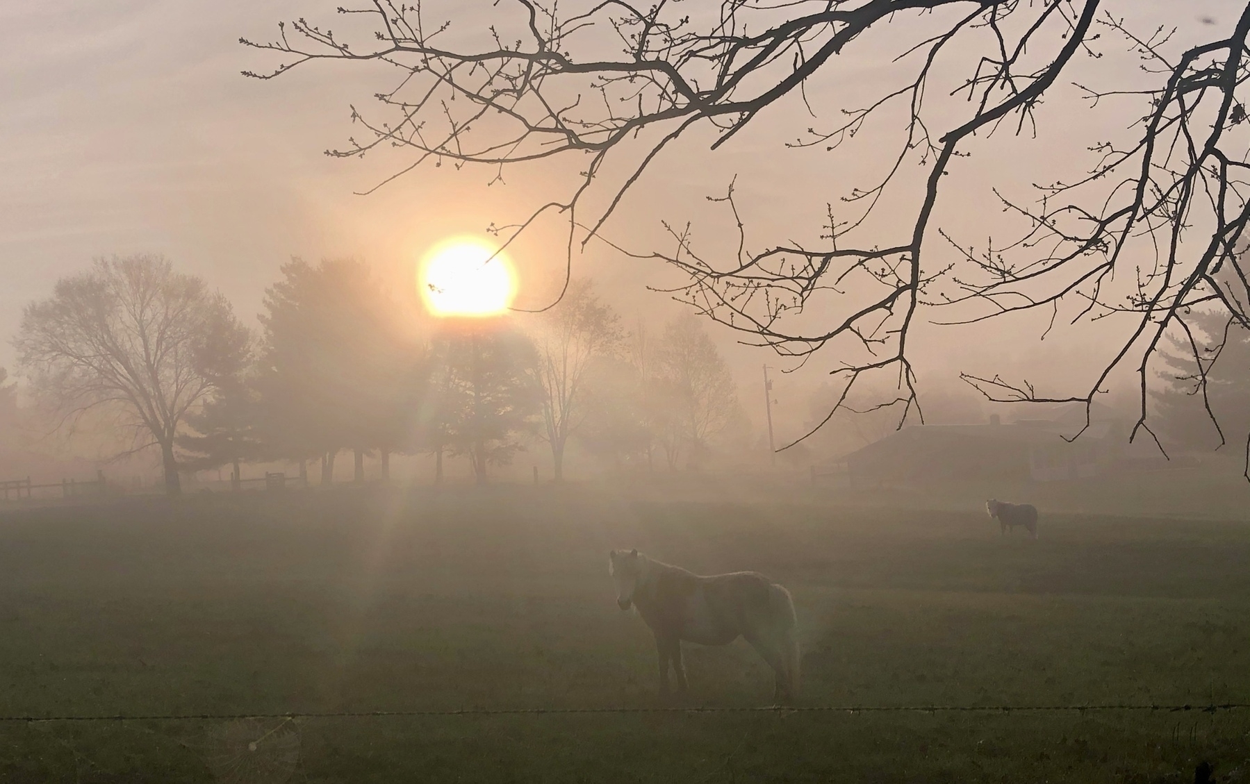 An early morning foggy sunrise over a field with two small horses