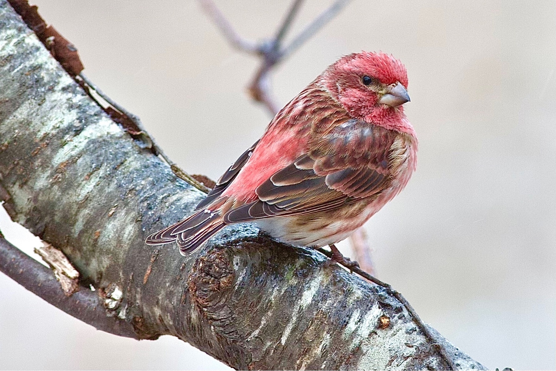 A small purple, rose colored bird is perched on a branch set against blurred winter background 