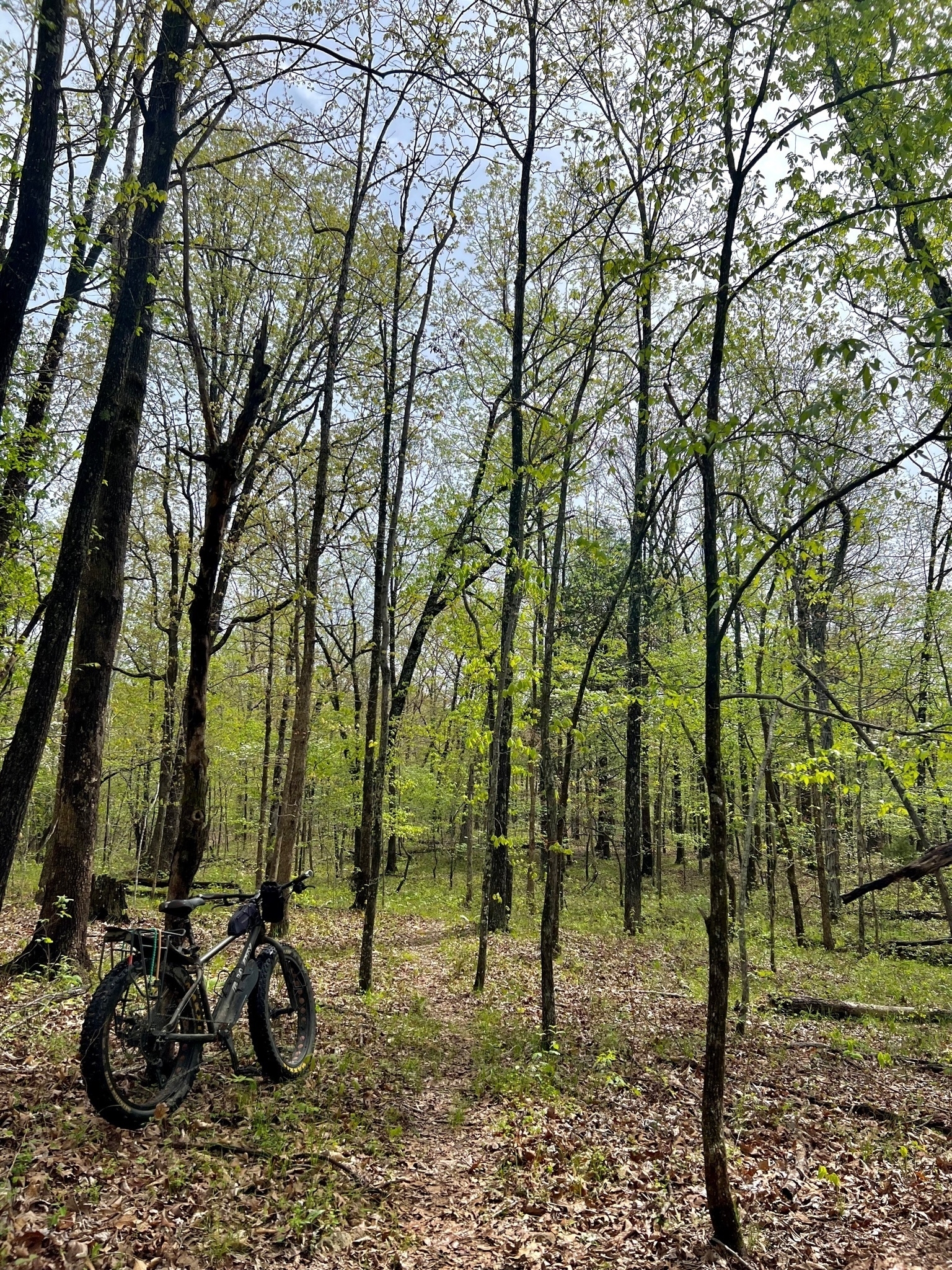 A fat tire bike leans against a tree near a trail through the woods