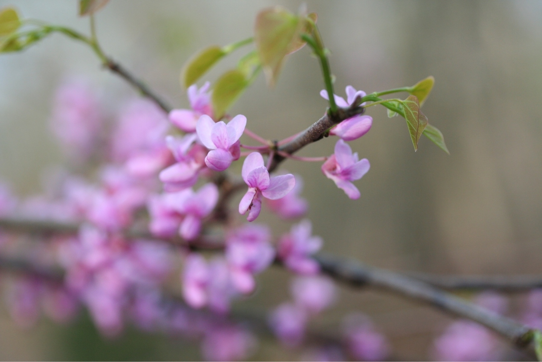 soft, pink flowers of the red bud tree. The picture is soft with a dreamy paint effect due to the  shallow depth of field. The flowers have three petals at the top with a bulbous bottom formation.