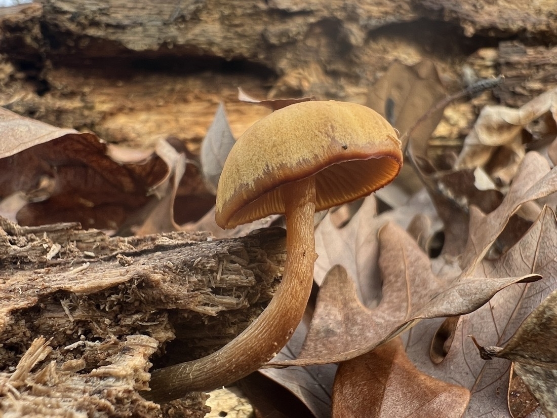 A small tan mushroom grows from a rotting log