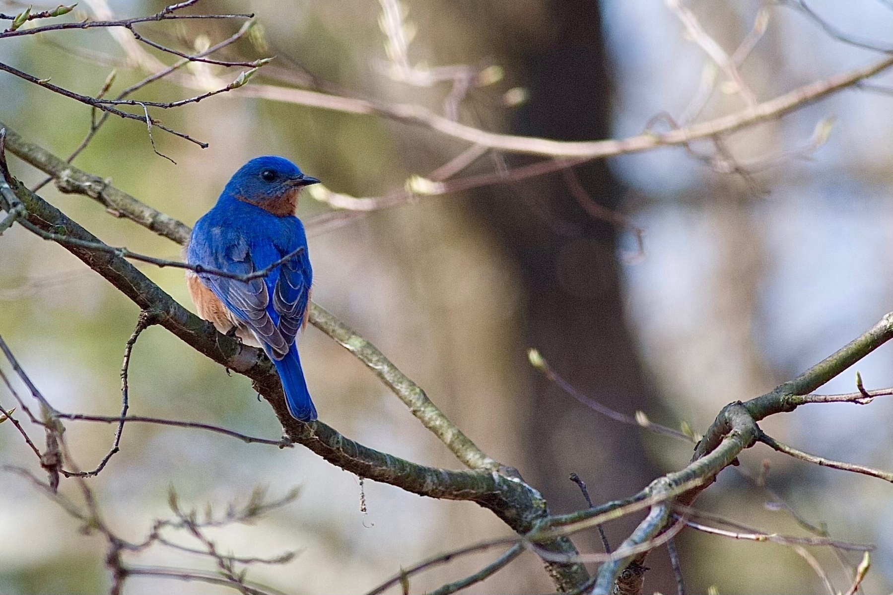 A Bluebird perched on a branch with it's back to the camera, it's feathers are vibrant blue with black tips. It's brown neck is visible as it's looking to the side. The background is blurred forest.