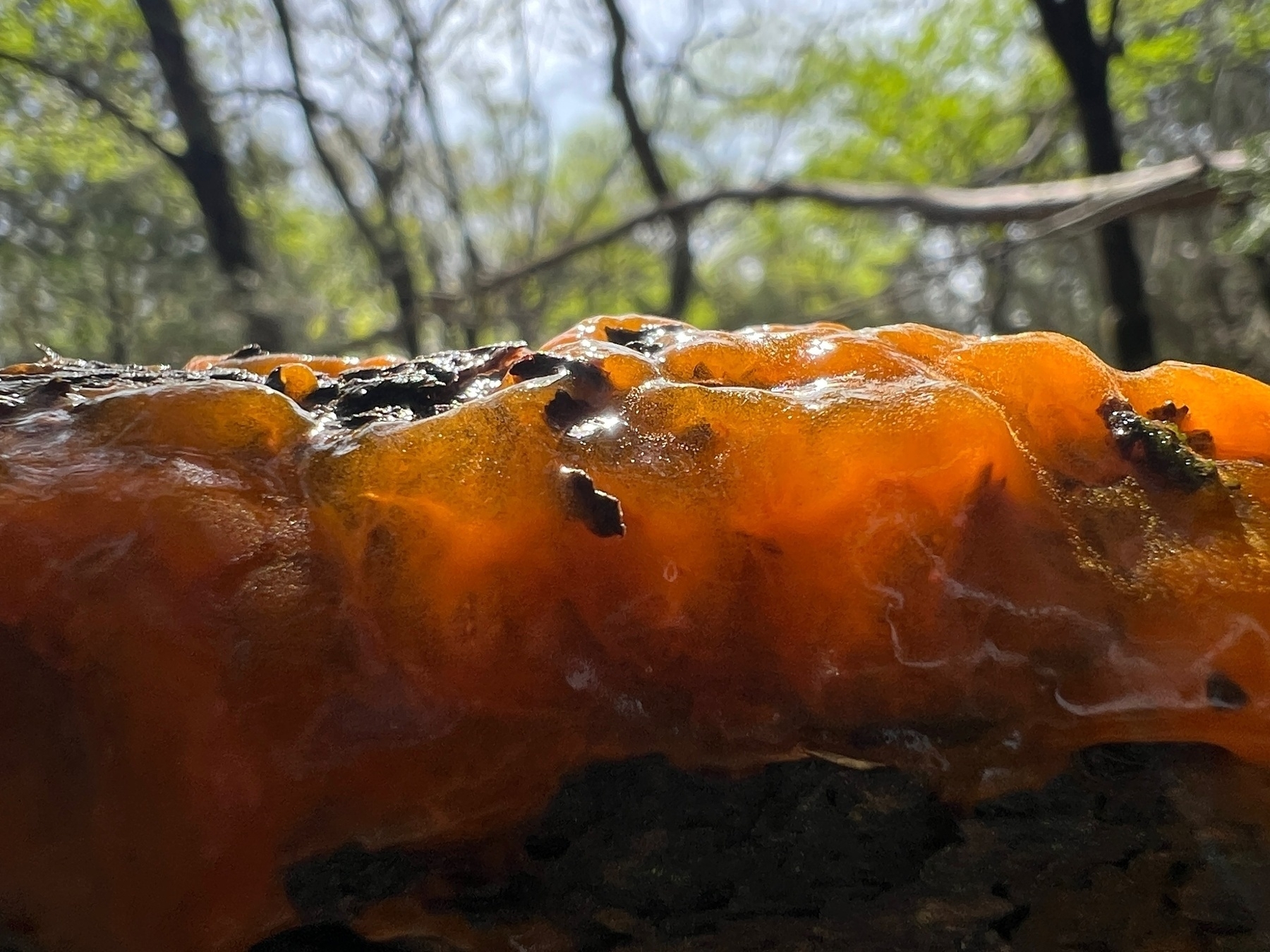A cedar tree branch is coverd by a semi-translucent, vibrant orange gooey slime.