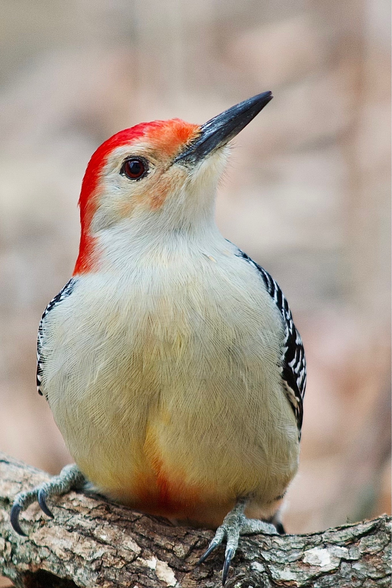 A woodpecker is perched on a tree set against a blurred background. The underside of the bird is predominantly off-white, and the center of his head is red beginning at the beak and stretching to the back. 