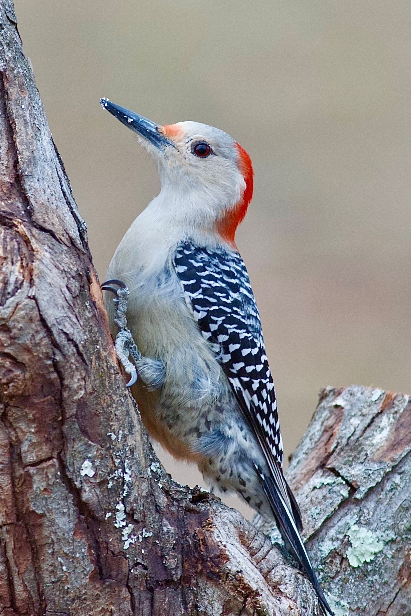 A woodpecker is perched on a tree set against a blurred background. The underside of the bird is predominantly off-white, and the back-top of her head is red, and her back feathers are black and white striped.