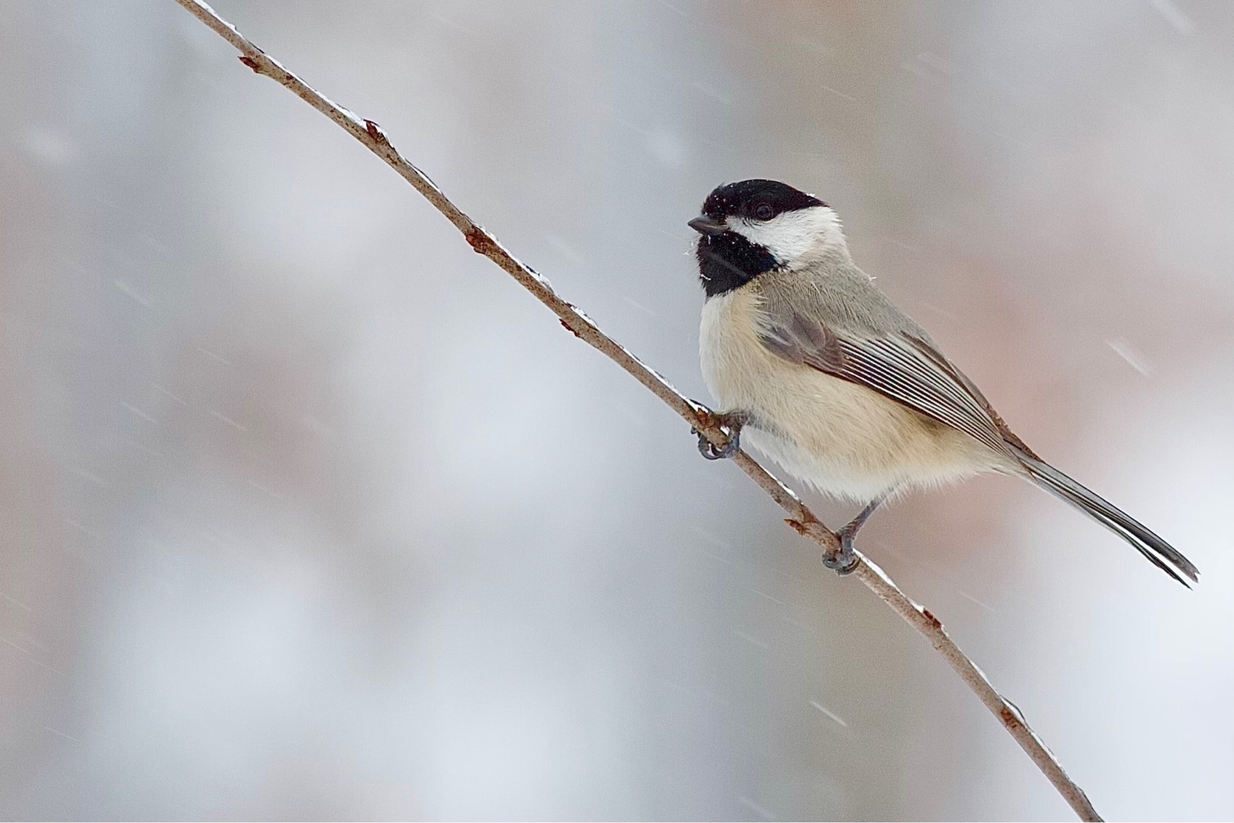 A  small gray and white bird with a black head is perched on branch. Blurred snow flakes can be seen falling around the bird.