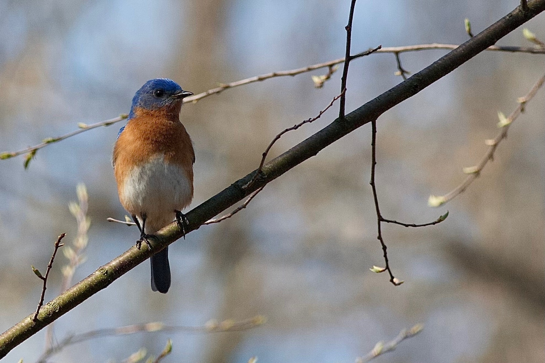 A Bluebird perched on a branch and facing the camera. It's chest feathers are  golden brown towards the top and white towards the bottom. It's head is vibrant blue. The background is blurred forest.