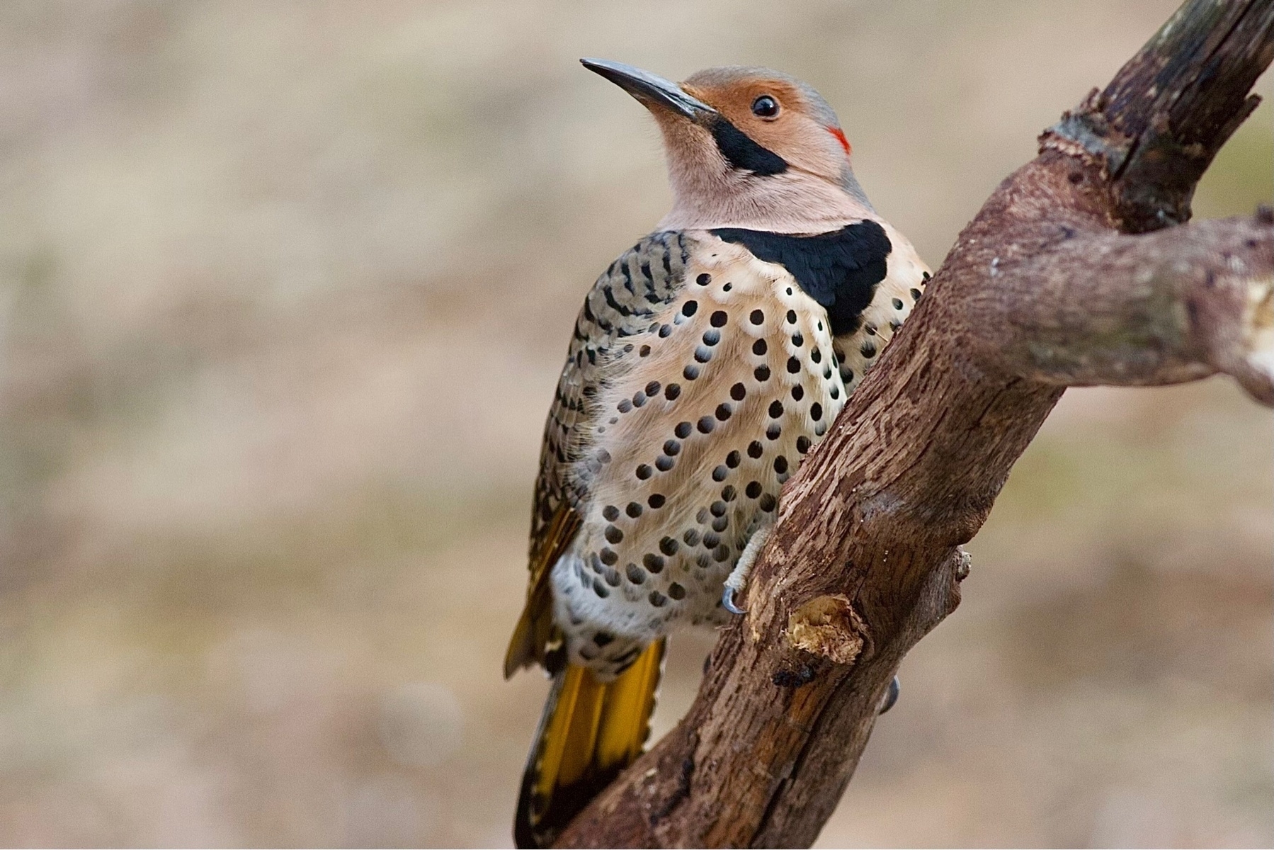a large woodpecker, perched on a branch against a blurred background. The woodpecker is a tannish brown color, overall with a black triangle on its breast. Its chest is covered with black spots, and its tail is yellow on the underside. On the side of its beak, dropping down below its eye, is a black triangular shape.