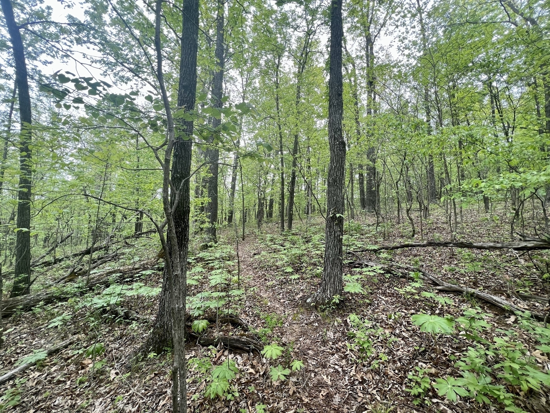 A woodland trail through a large patch of Mayapple plants which grow low to the ground and look like small umbrellas. The trail is on a steep hill that slants upward towards the right. 