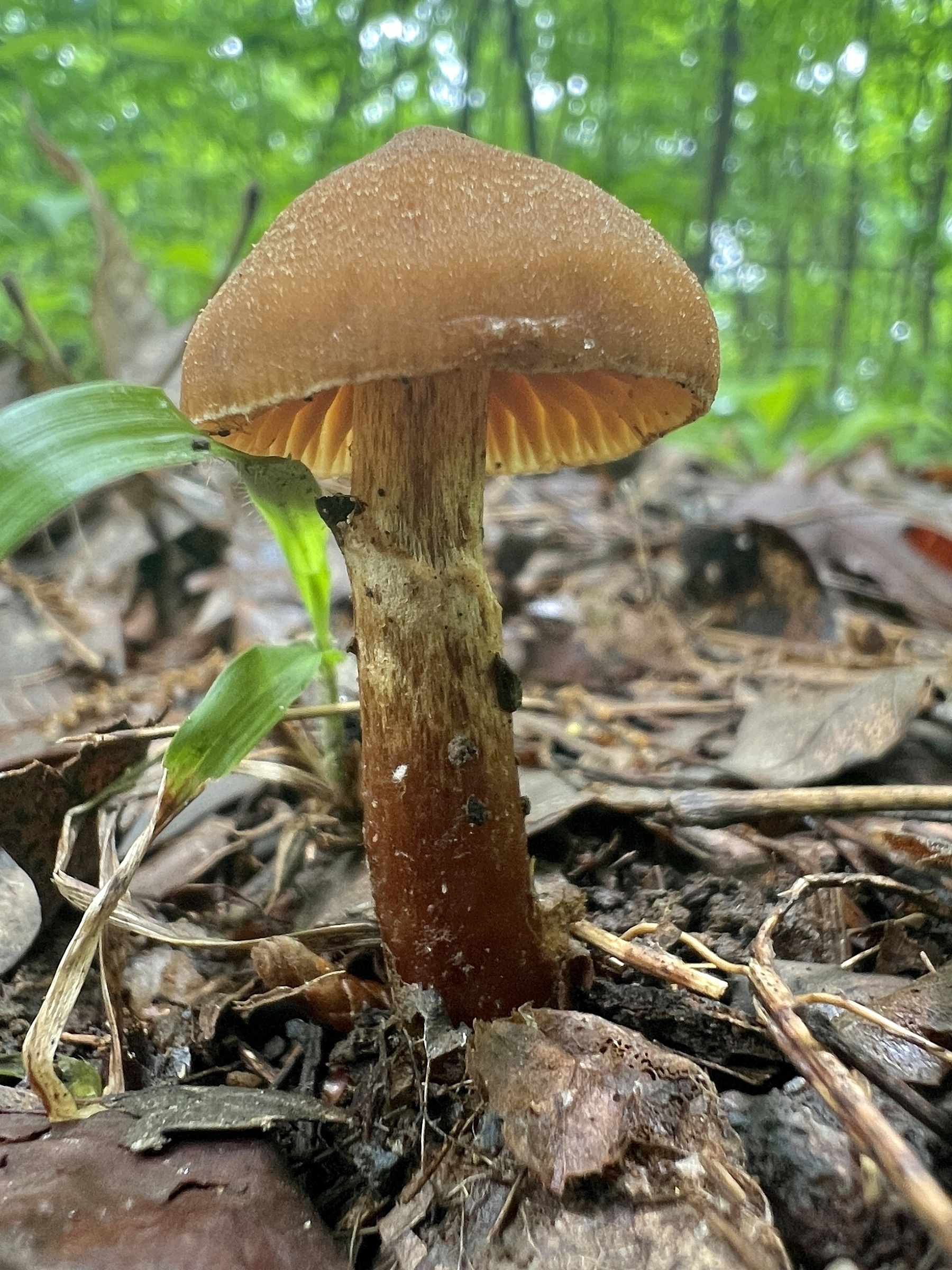 A orange-brown mushroom grows out of decomposing leaves in the forest