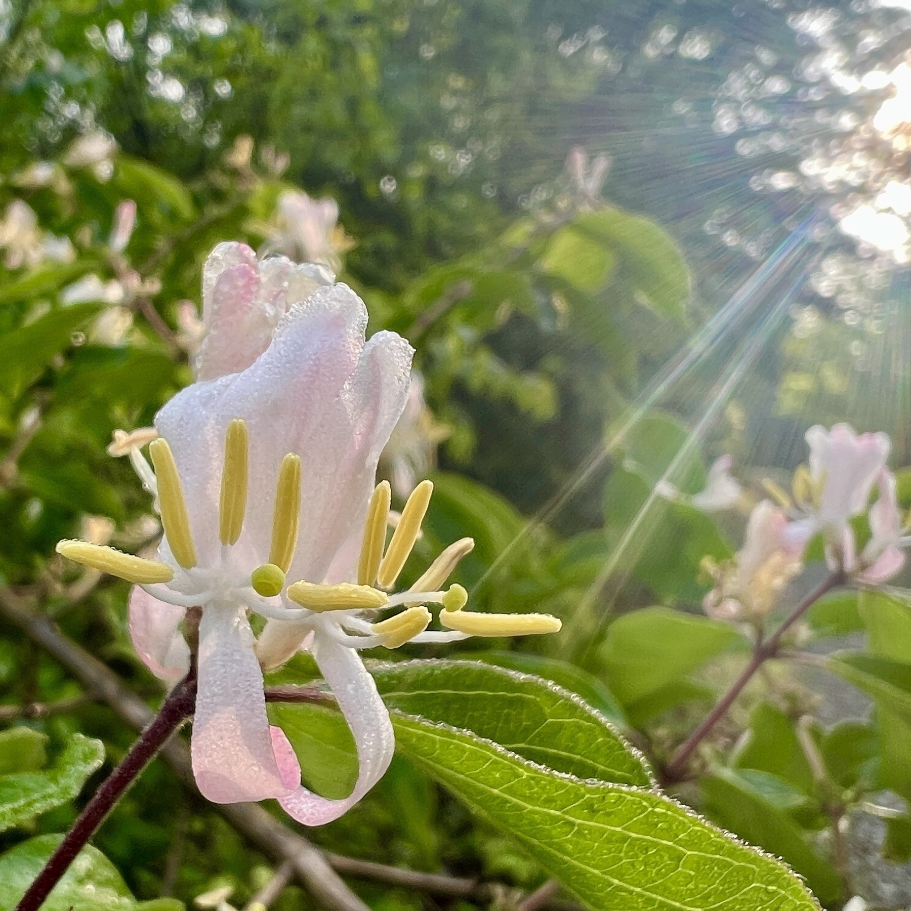 A pale pink flower with yellow anthers is lit by morning sun rays.