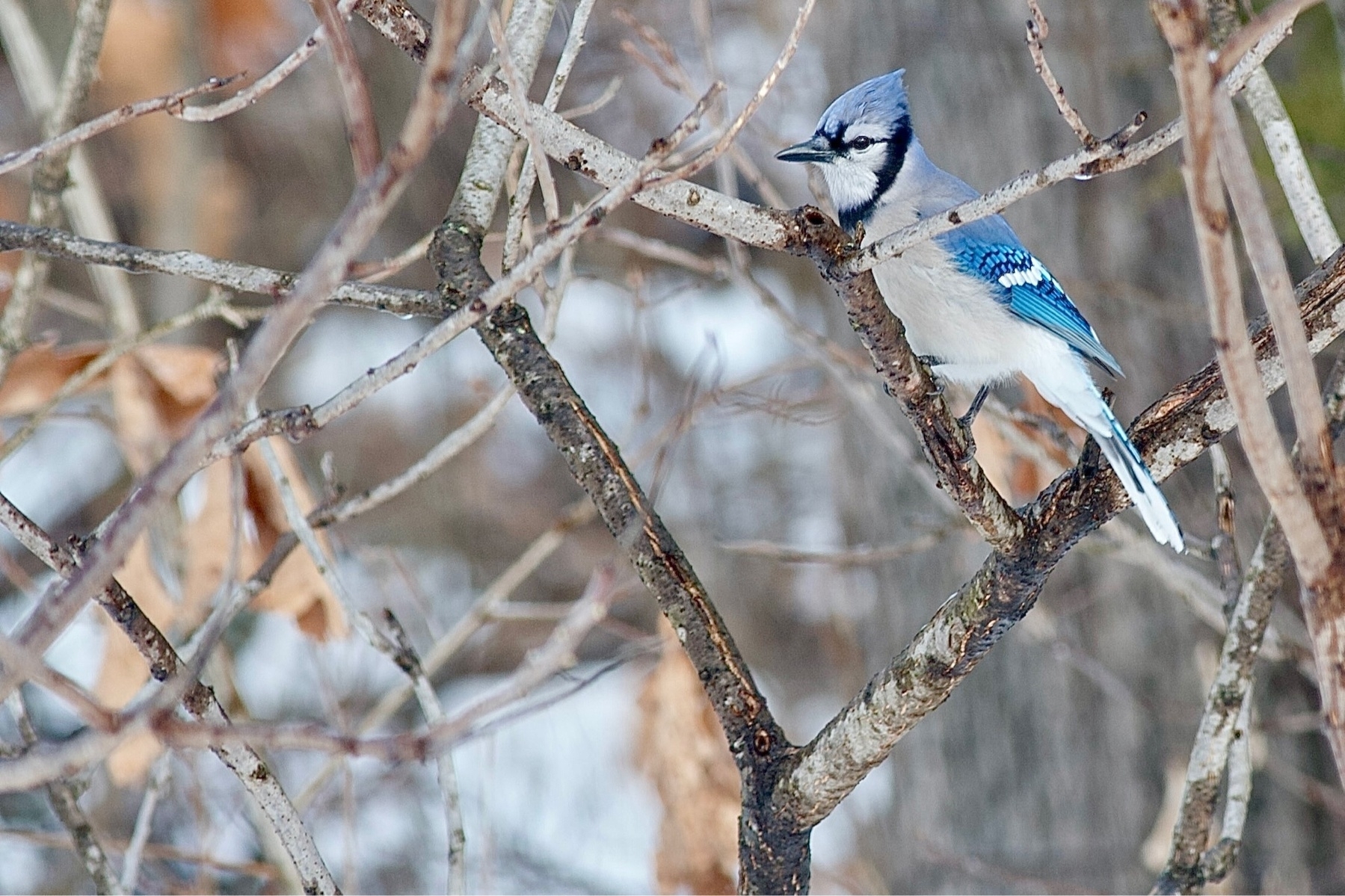 A bird jay perched on a tree. The bird has a black beak and blue tuft on the top of its head with a black stripe from the back of it's head down to the throat. It's front is white-gray and it's back side a mix of vibrant blues.