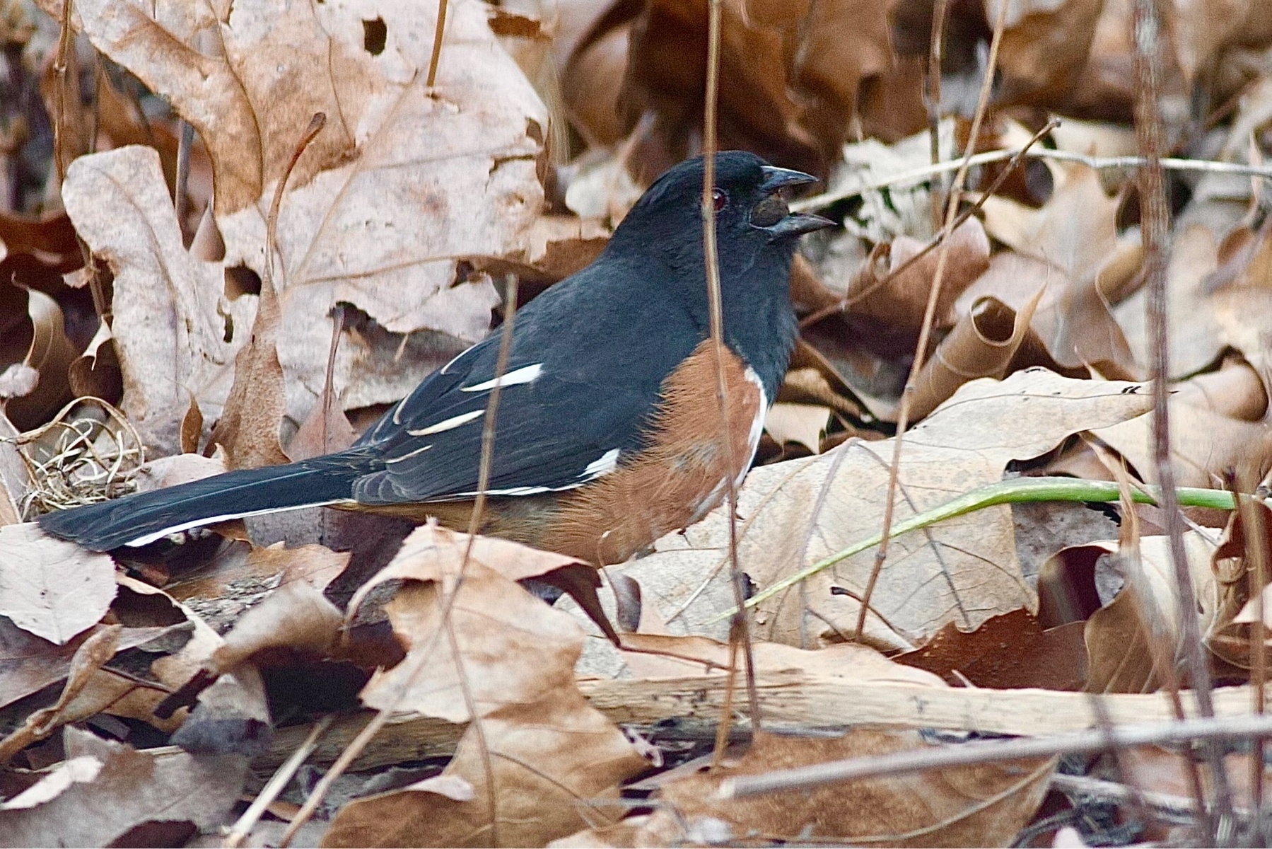 A bird with a black backside and  orangeish brown front side is foraging amongst winter leaves on the ground. Upon closer inspection, it can be seen that the bird is in the process of swallowing a spider.