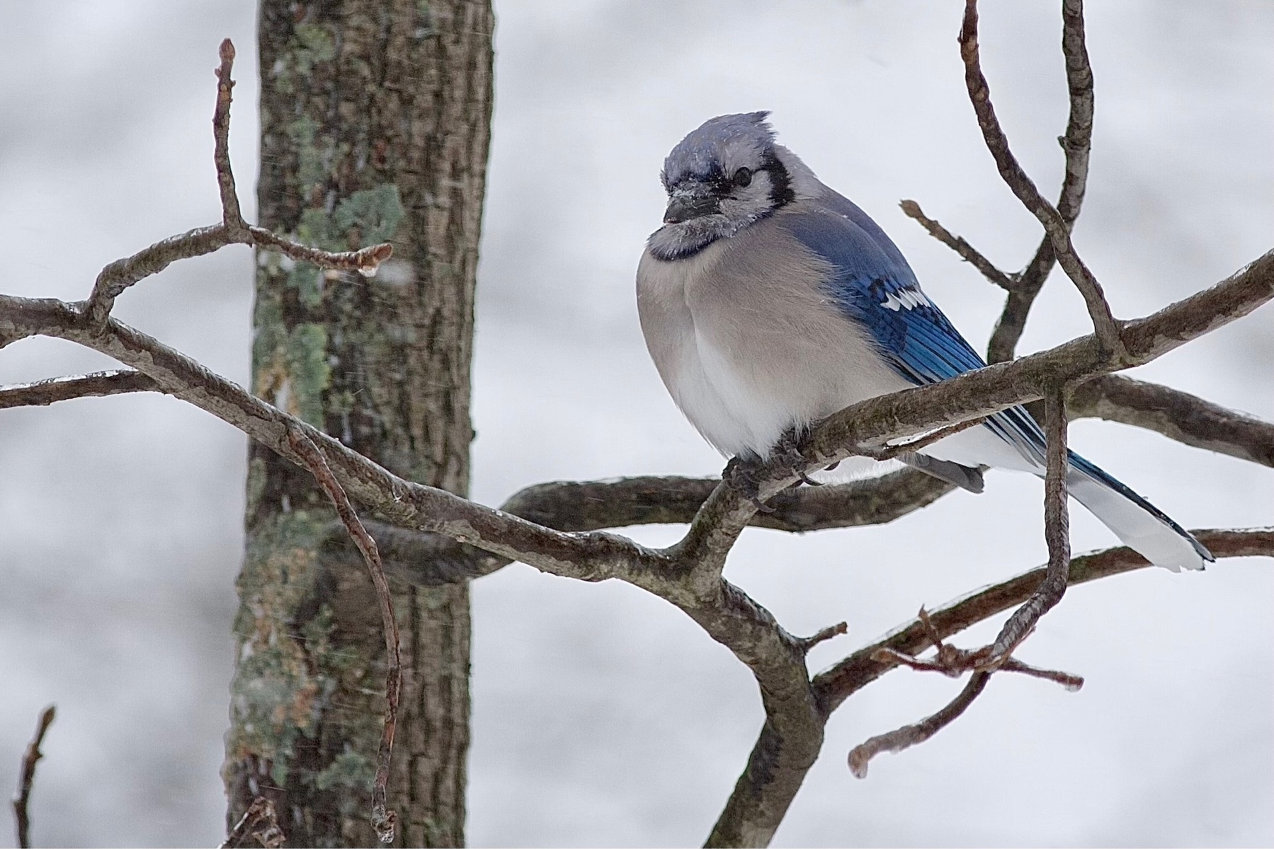 A medium sized bird is perched an a branch set against a blurred, snowy background. The bird is predominantly white/gray on the front side and bright blue on the backside with a black beak. There is also a thin black band that extends back from the eyes then downward and around the front of the bird froming what looks like a necklace.