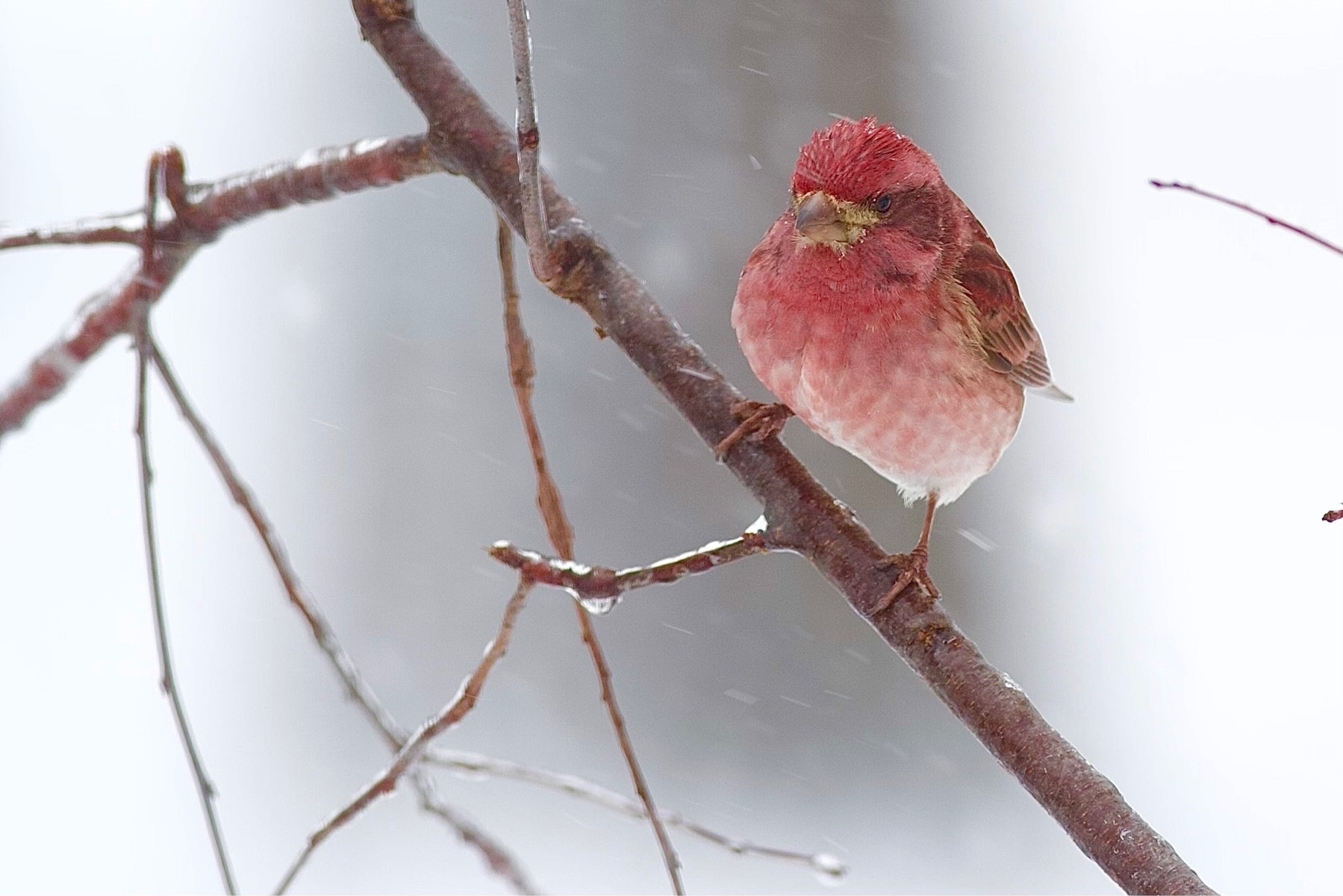 A small pinkish purple songbird is perched on a branch, blurred snow coming down around it