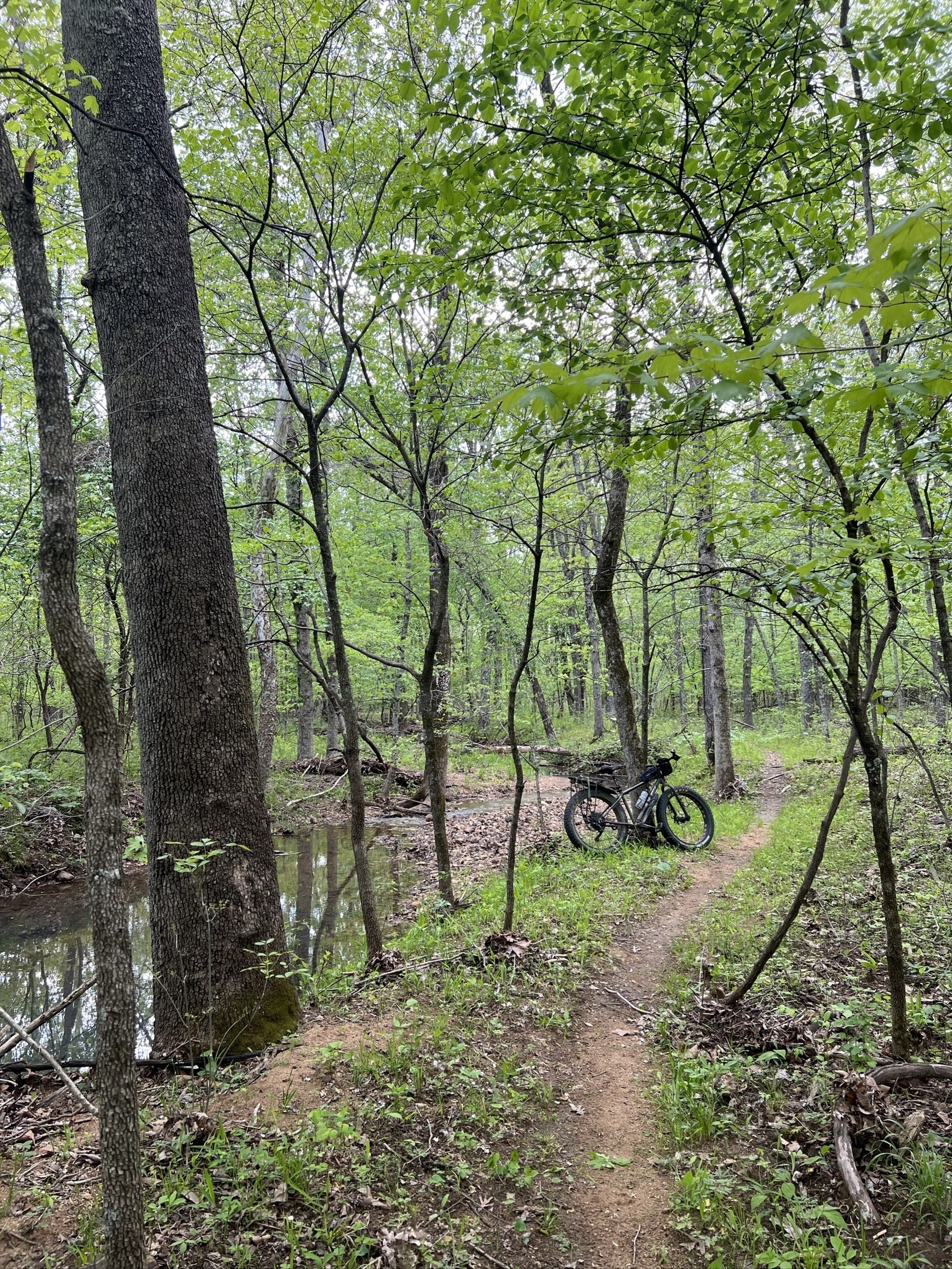 A fat tire bike leans against a tree between a creek and a trail through the woods.