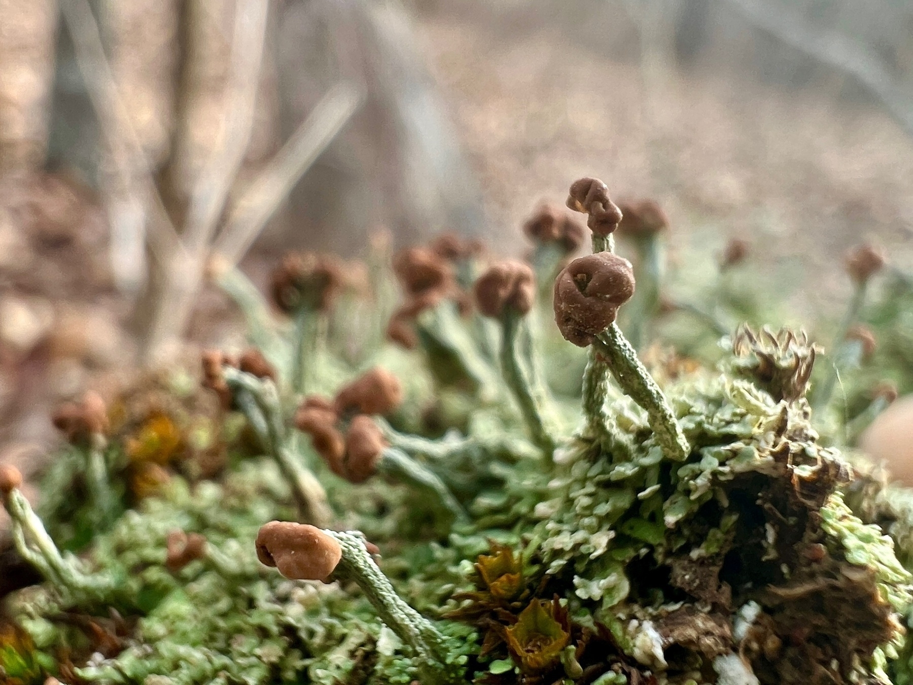 Macro image of small pale green lichen with dark brown caps on top. Blurred in the background are many more such lichen creating a miniature forest. Further in the blurred background is the actual forest of trees.