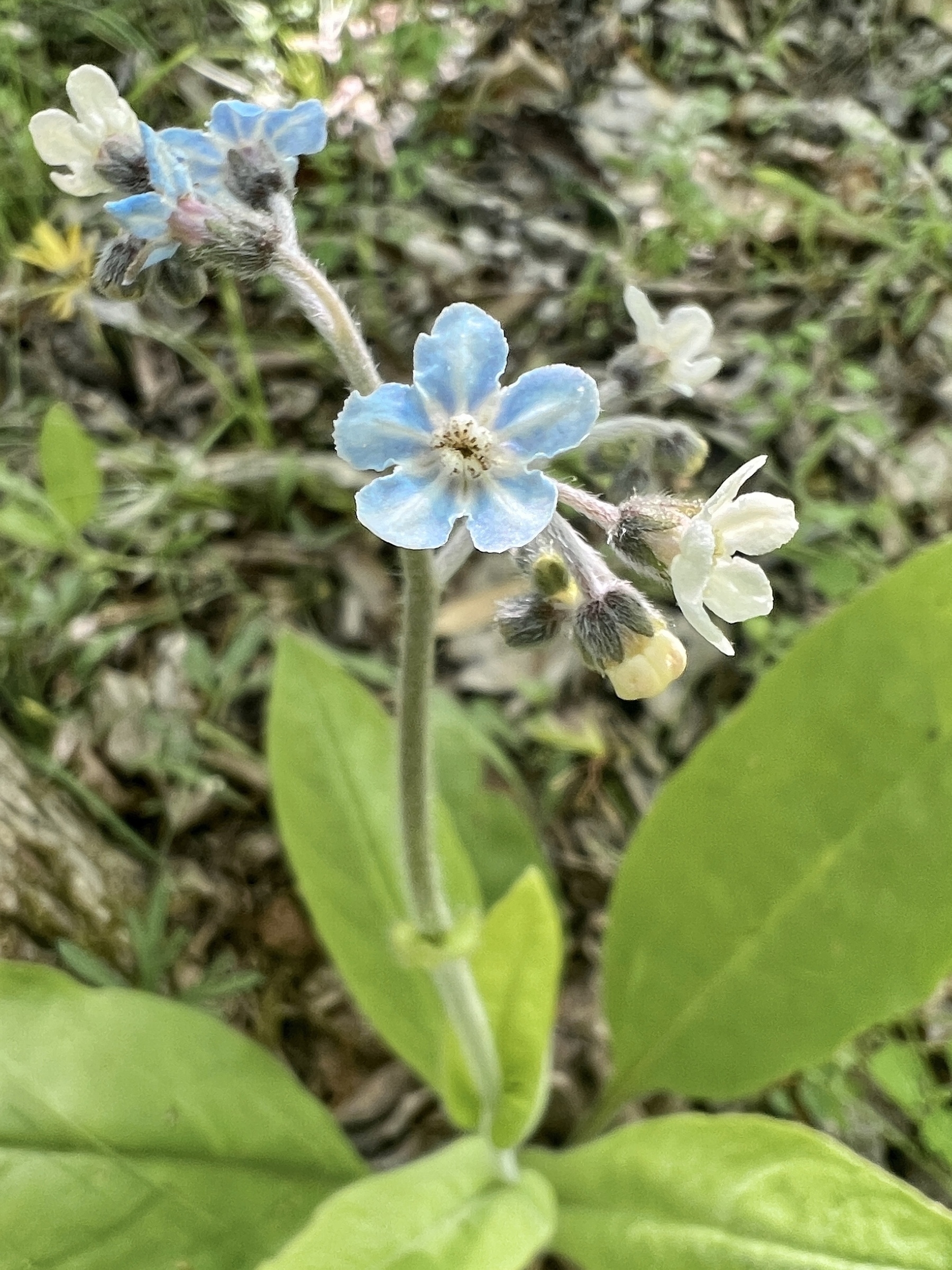A large leaved plant with simple looking flowers that are grouped at the top of a hairy stem. The flowers are blue and have five rounded petals