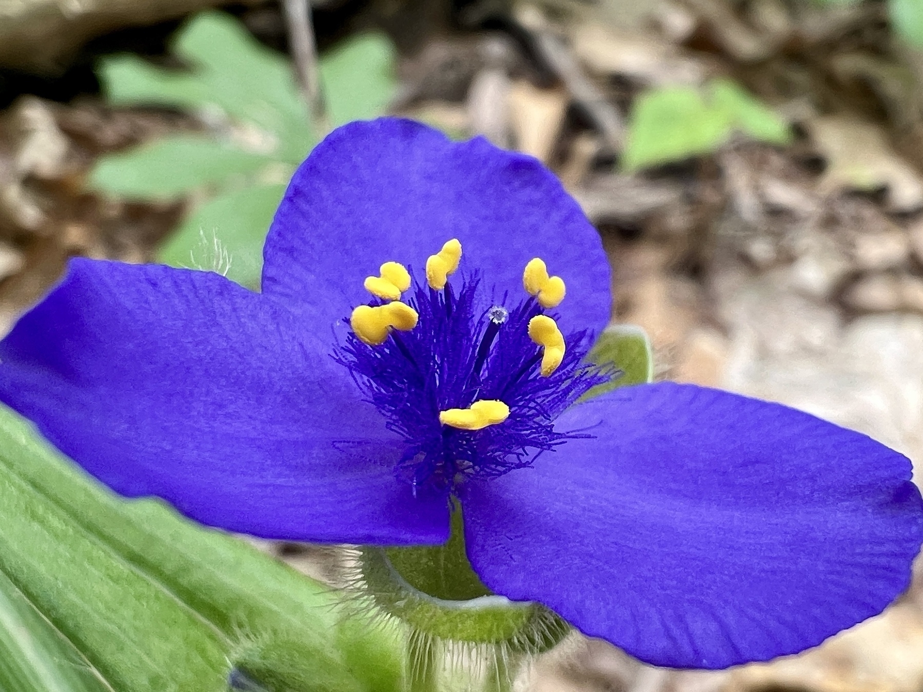A vibrant purple flower with 3 petals and bright yellow anthers