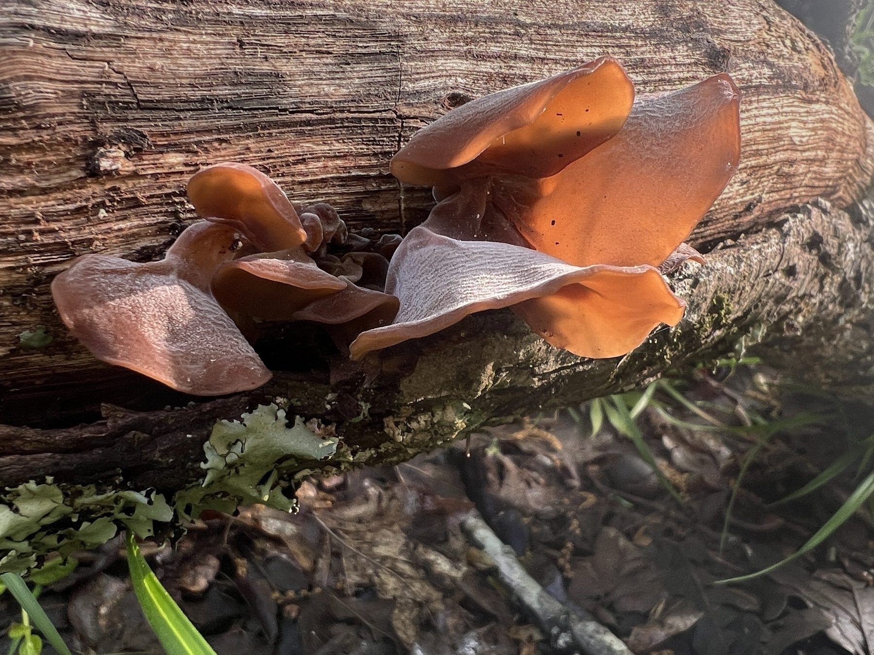 An orangish brown fungi grows along a log on the ground