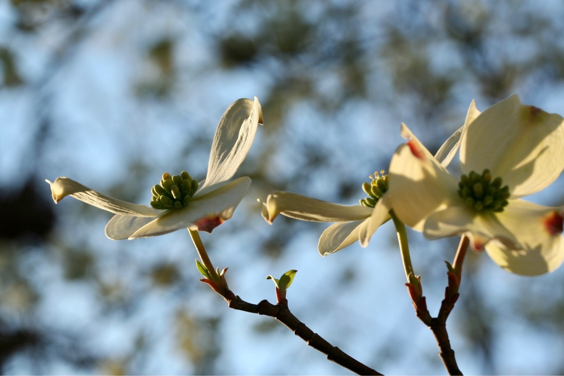 Three white dogwood flowers on a branch lit with late afternoon golden light  against a blue sky. 