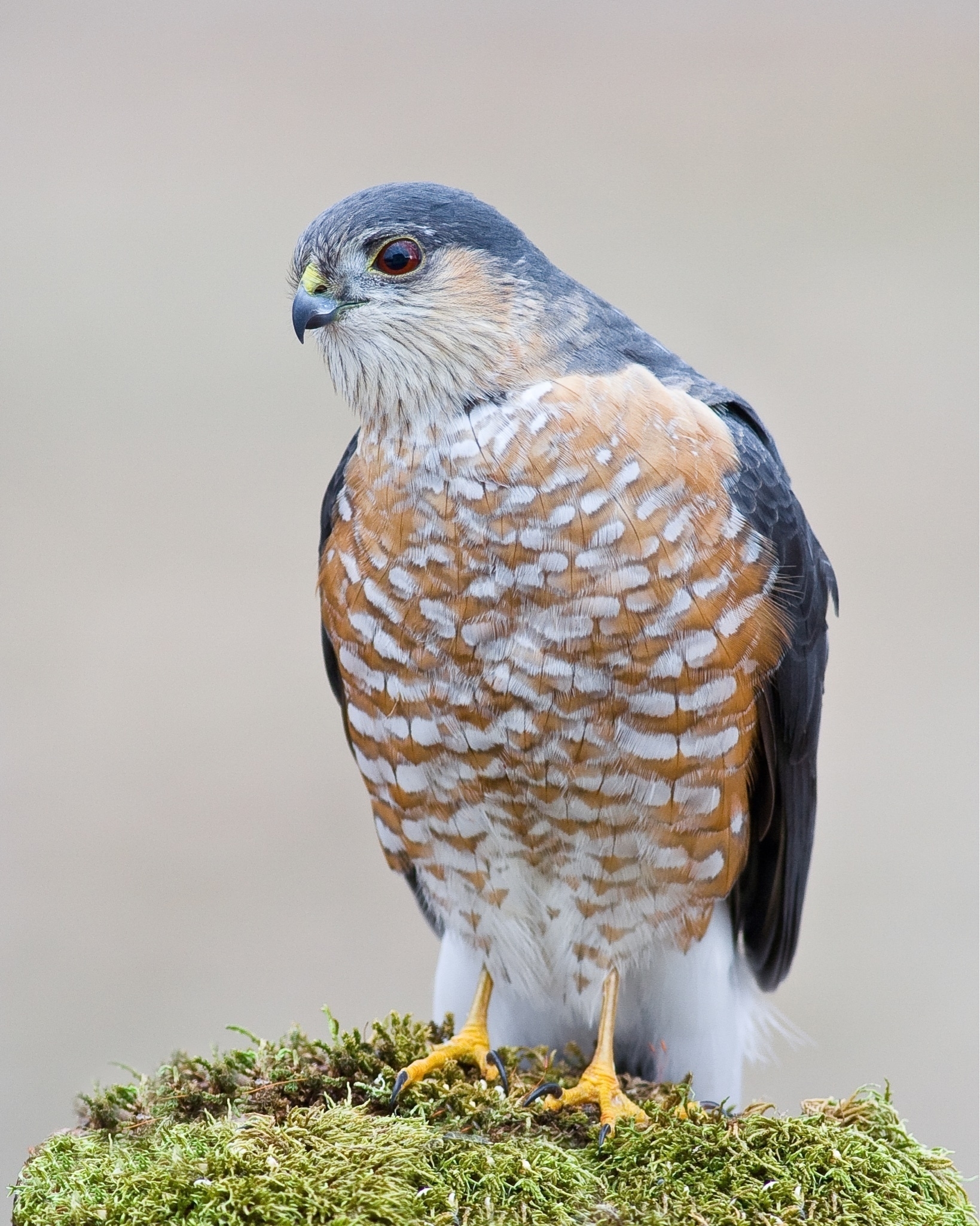 A hawk with orange and white chest feathers and bluish gray feathers on the top and back of it's head and body is perched on moss. It's small beak is bluish with just a small portion of yellow. It's head is slightly tilted giving the impression that it is looking at the camera.
