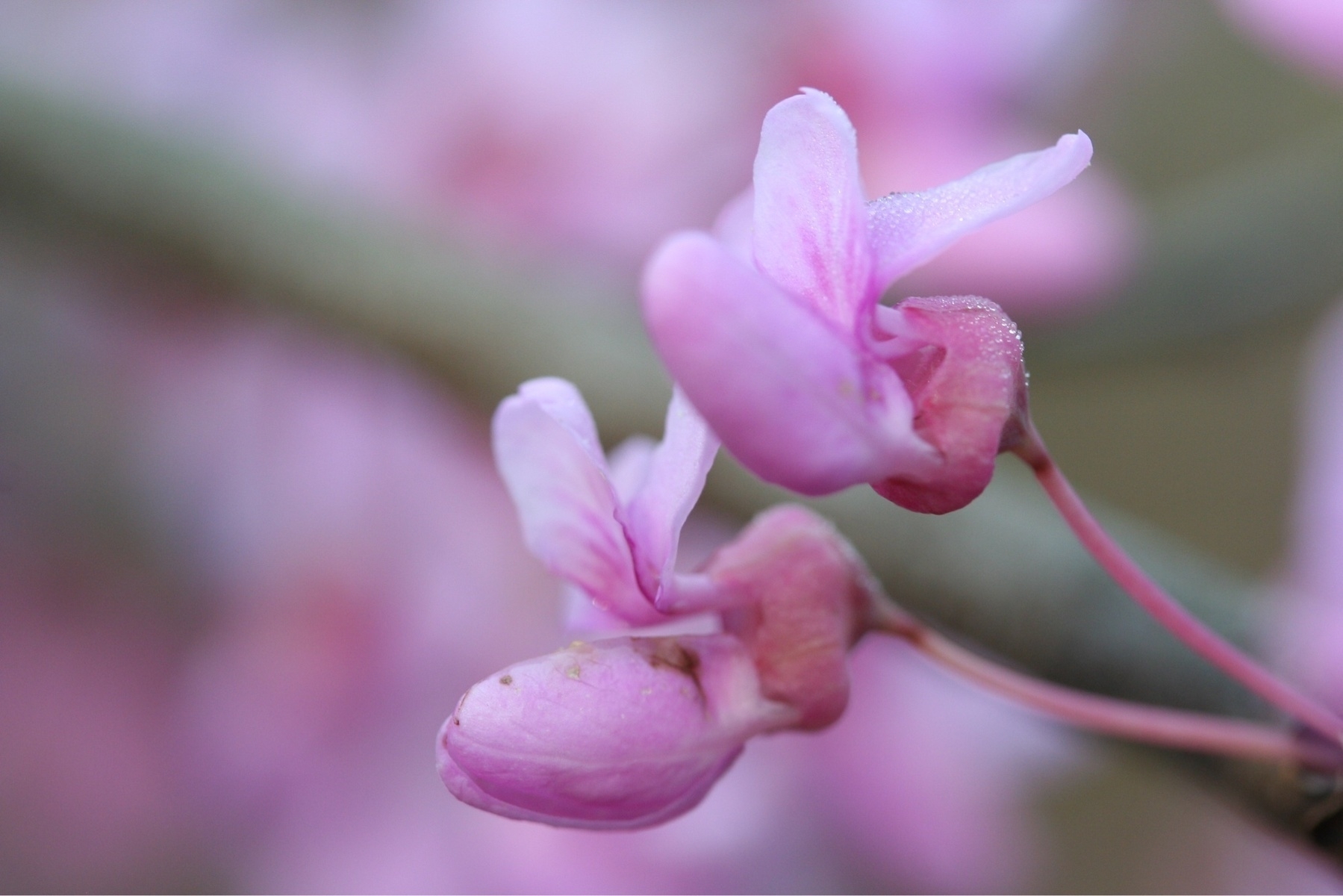 soft, pink flowers of the red bud tree. The picture is soft with a dreamy paint effect due to the  shallow depth of field. The flowers have three petals at the top with a bulbous bottom formation.