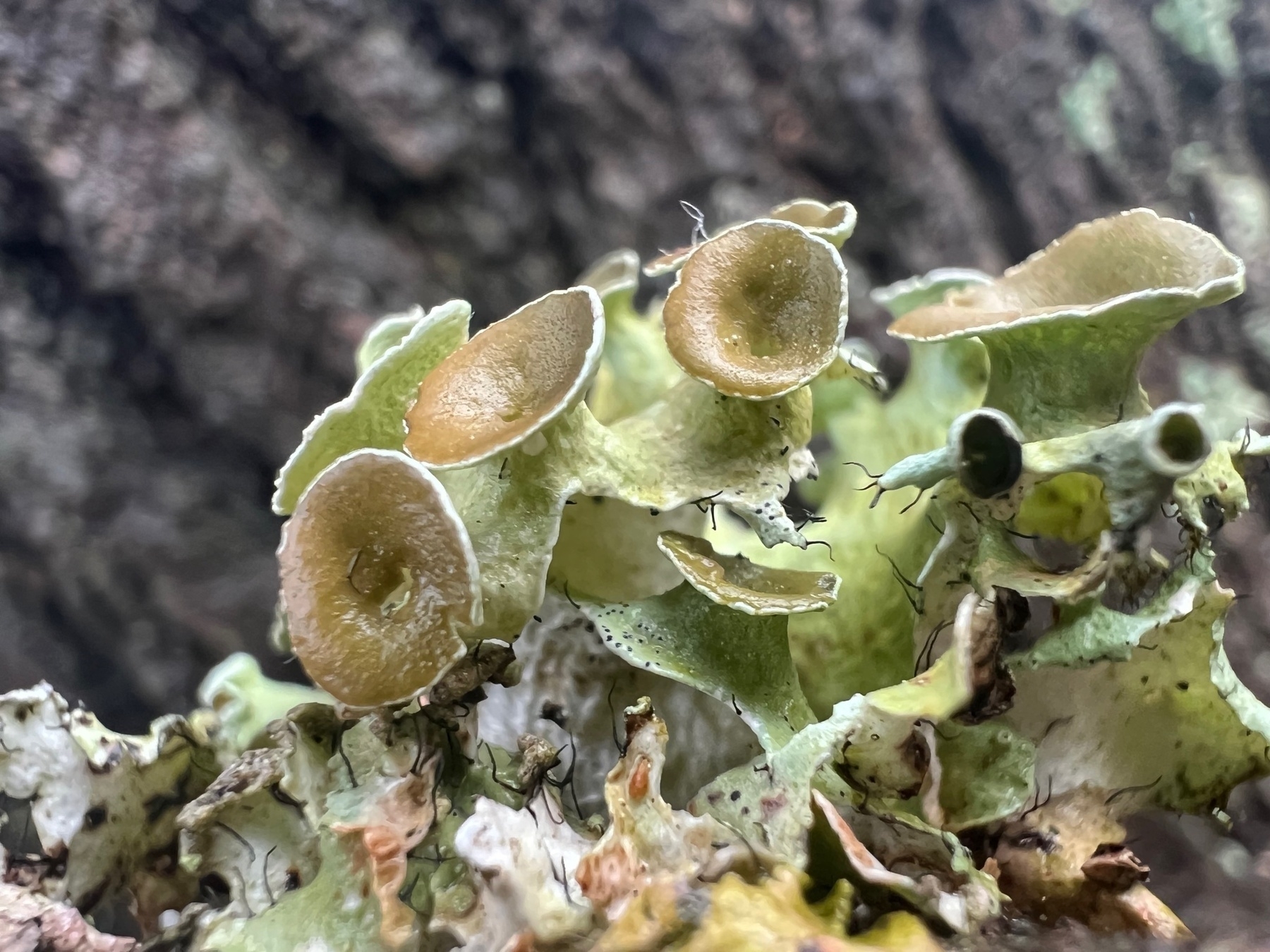 Brownish green, smooth, flat funnel shaped lichen, growing in a cluster on a branch.
