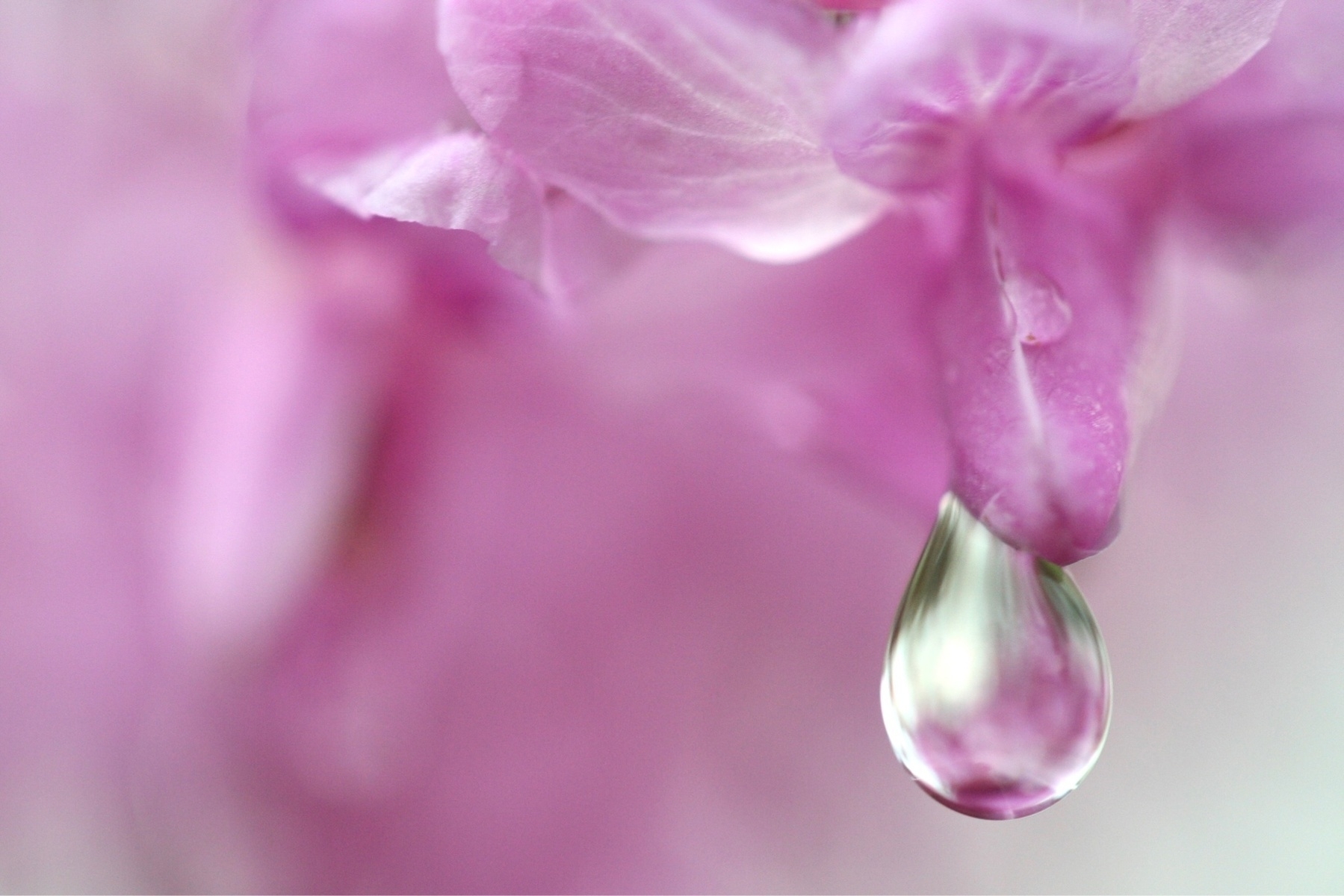 Extreme close-up macro of a pink flower with a water droplet hanging from the central lobe. A very shallow depth of field creates a painted effect.